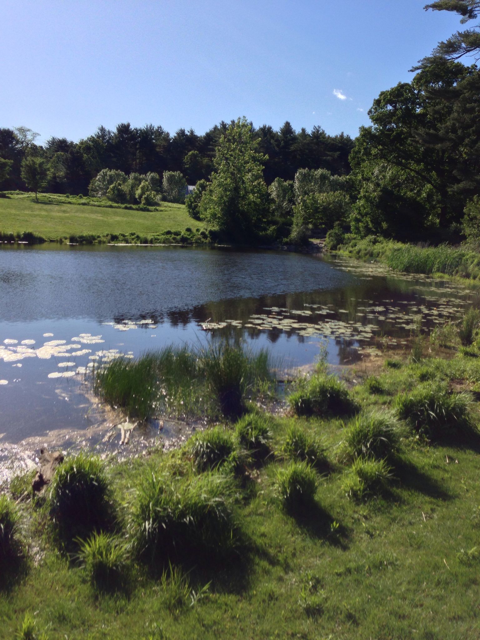 A calm pond with lily pads, surrounded by green grass and trees on a sunny day. - Peninsula, Pipeline, West and East Bog Loop