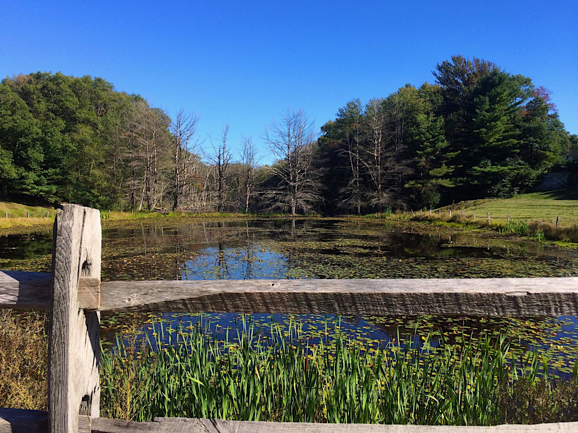 A wooden fence overlooks a pond with lily pads and surrounding trees.
