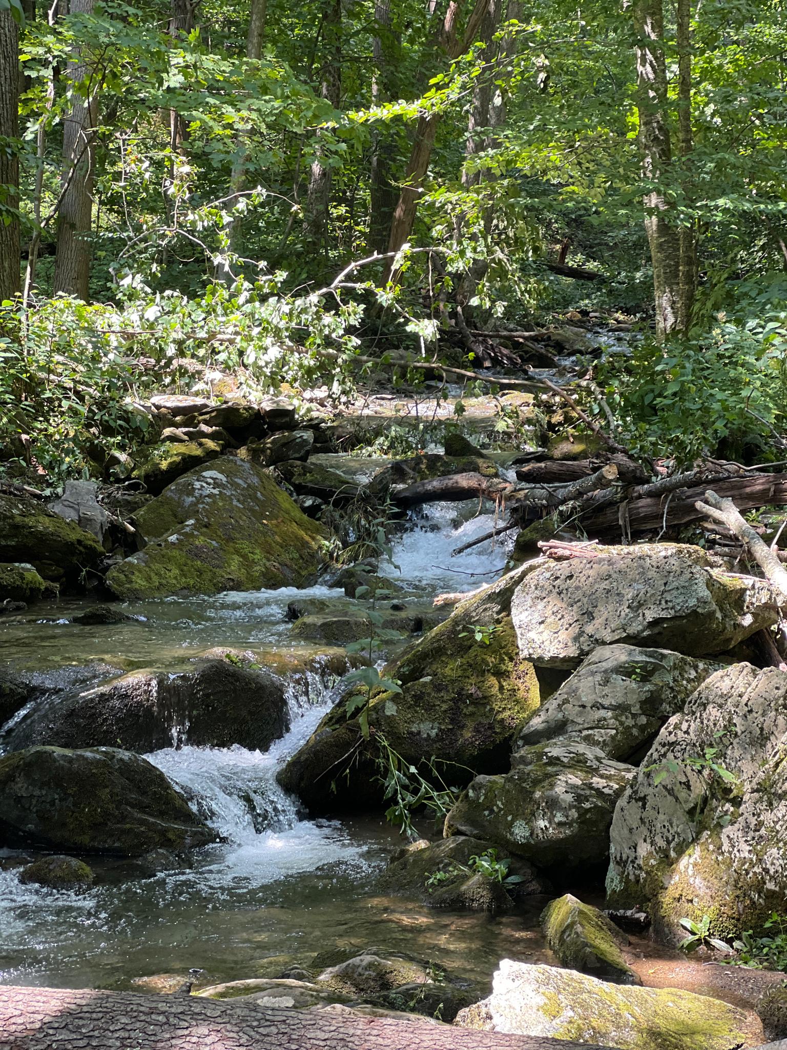 Rocky stream with small waterfalls flowing through a sun-dappled forest.