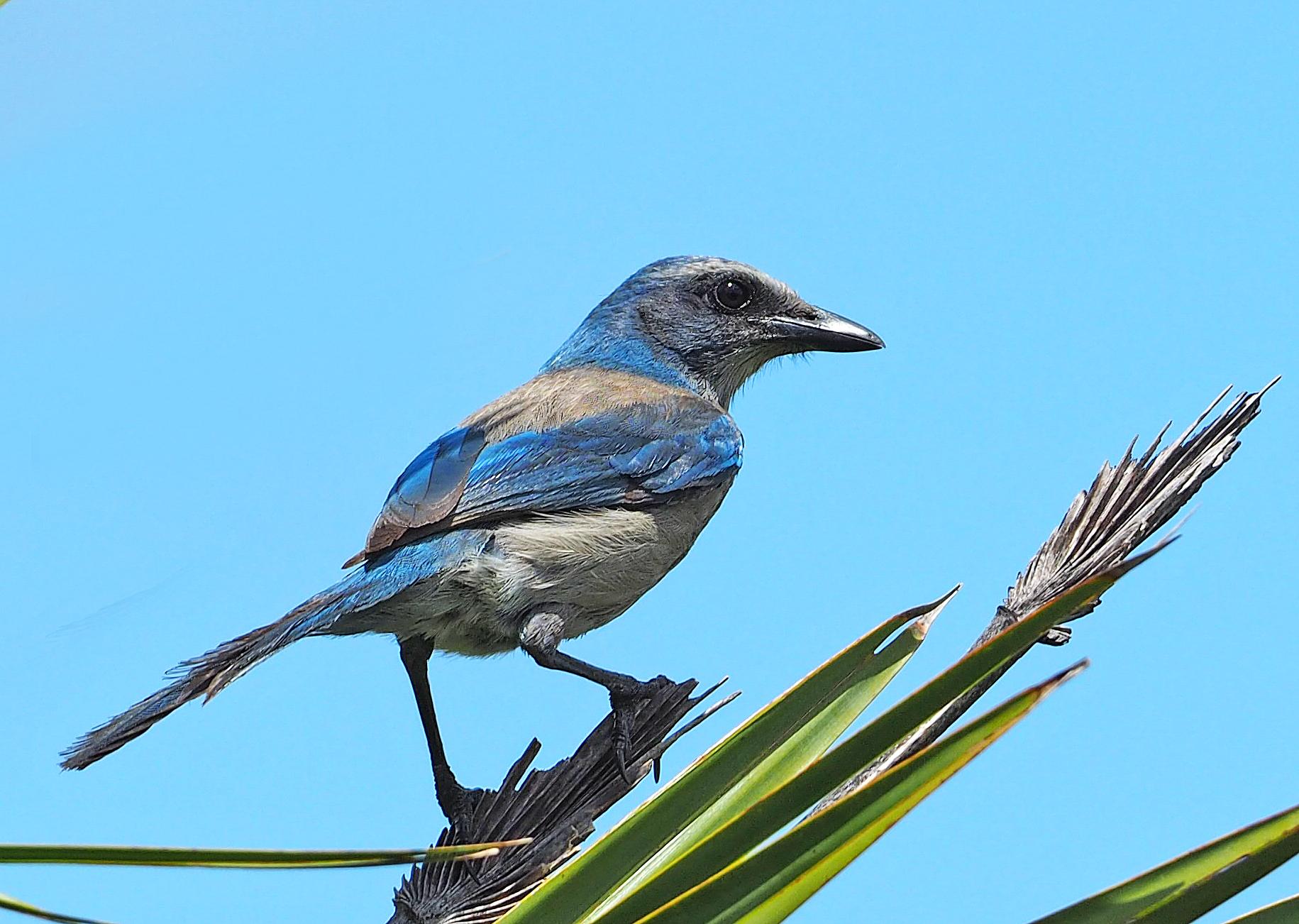 Blue and gray bird perched on green leaves against a clear sky.