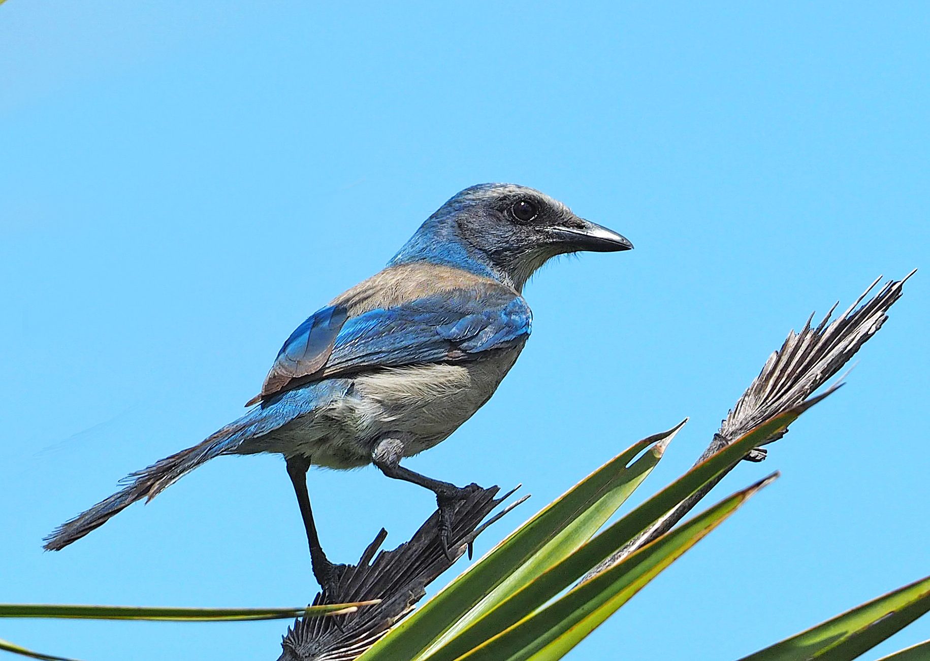 Blue and gray bird perched on green leaves against a clear sky. - Red Trail