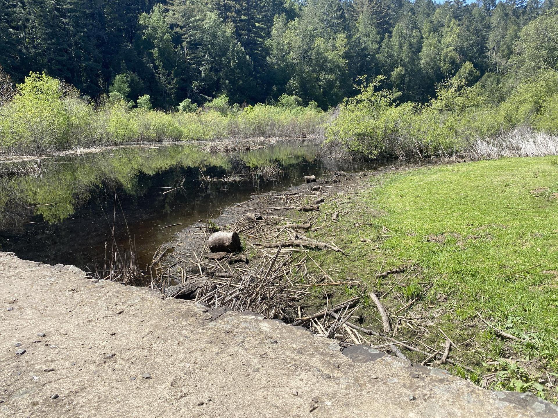 A shallow, muddy pond with debris, bordered by green grass and a dense forest.