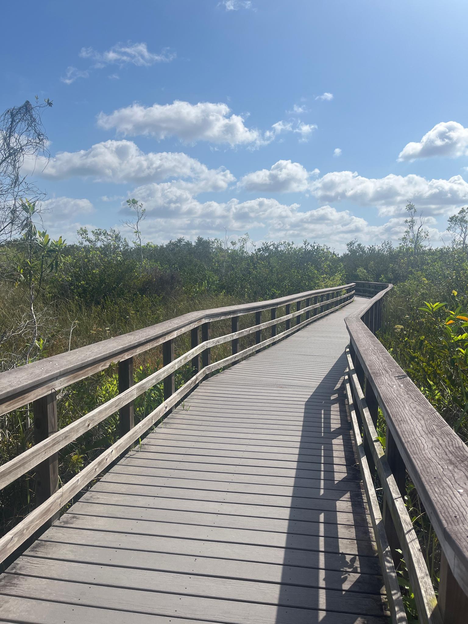 A sunny wooden boardwalk curves through green marshland under a blue sky.