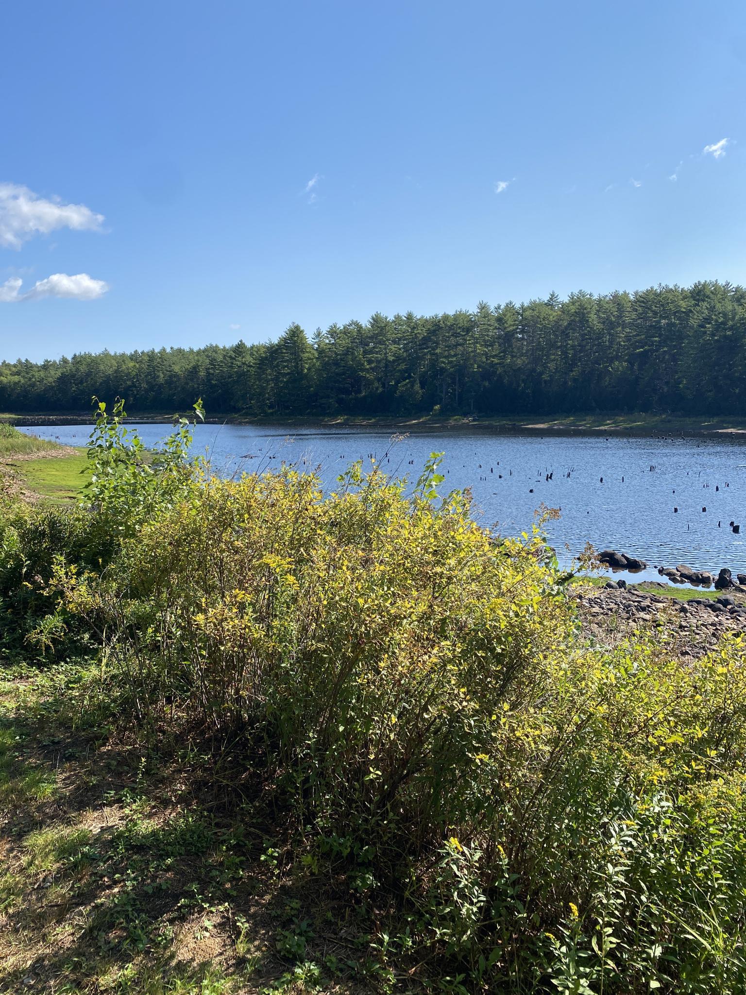 Bright daylight illuminates a calm body of water with distant forest and foreground bushes.