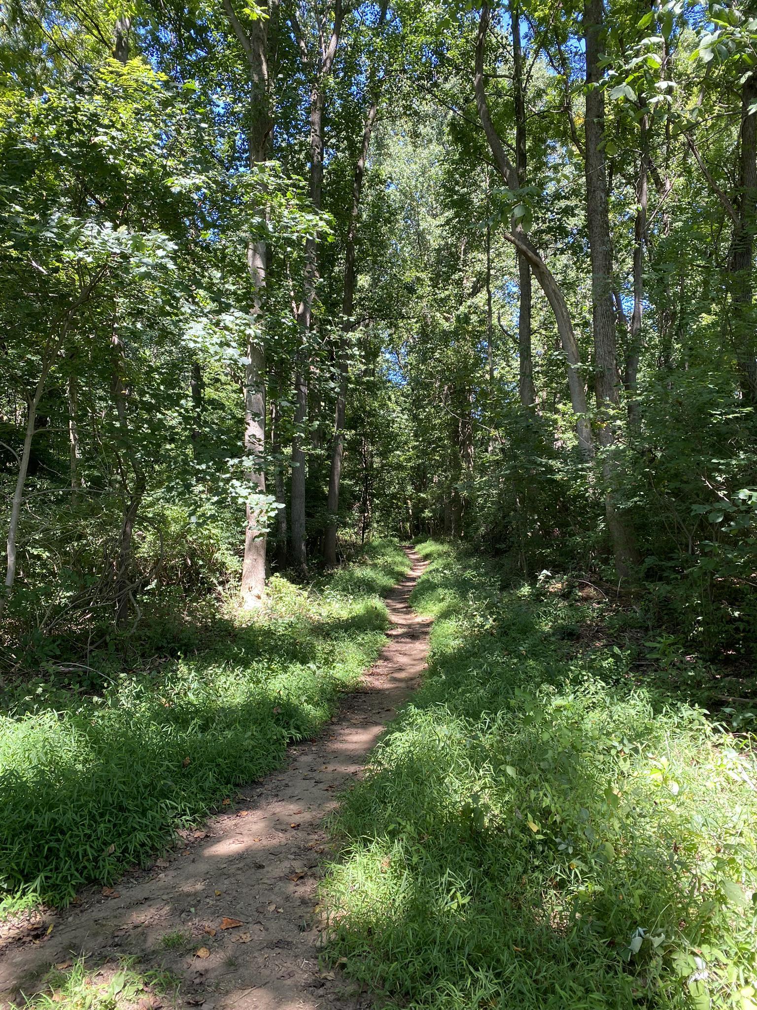 Shaded dirt path winding through a dense, sun-dappled forest.