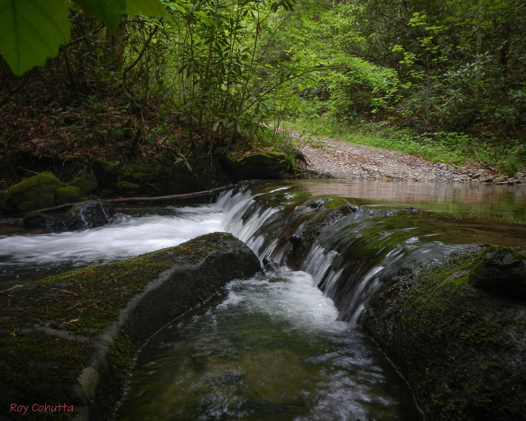 A small waterfall cascades over mossy rocks in a lush green forest. - Cooper Creek Loop Trail