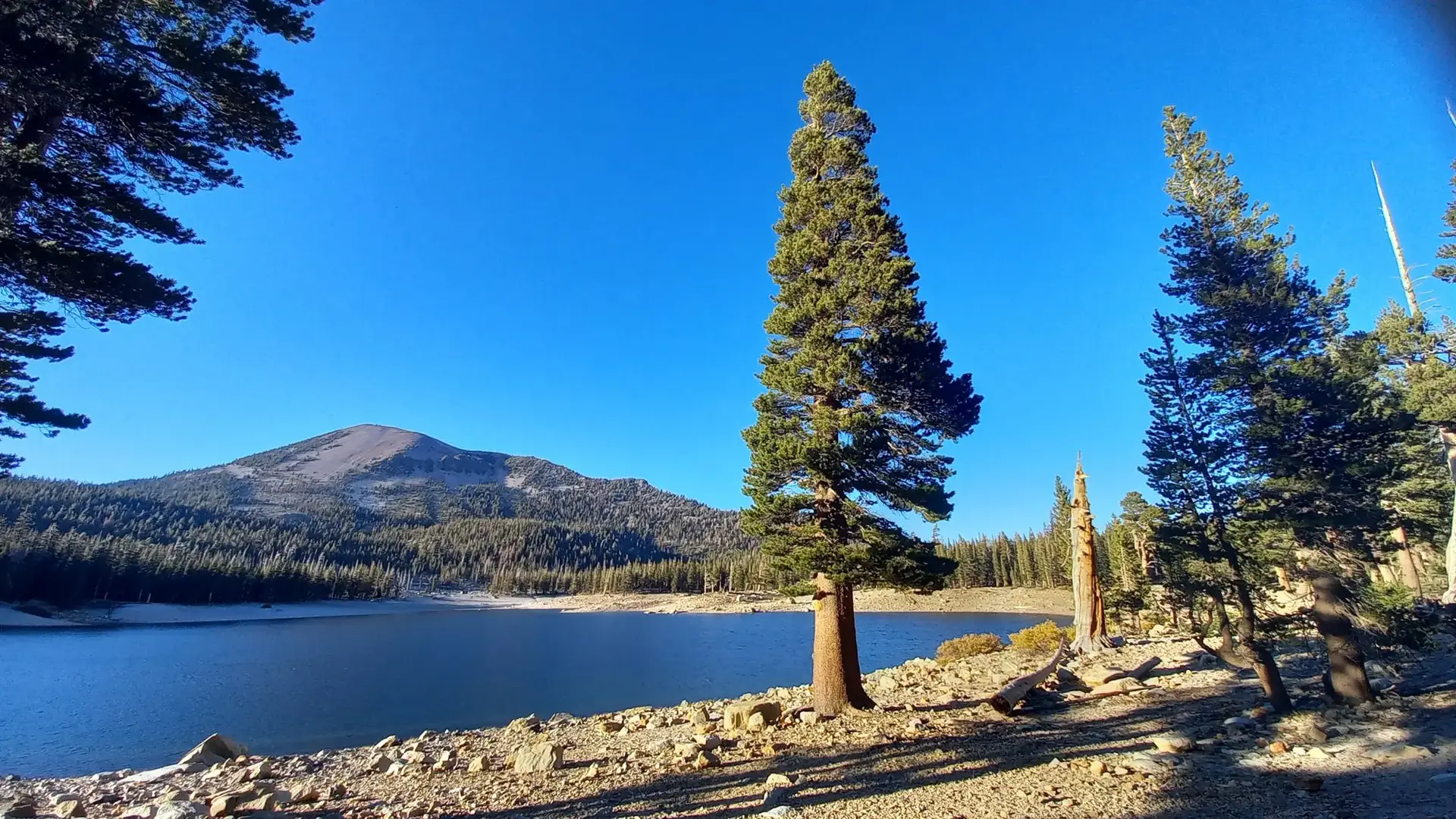 Tall pine tree by a lake, with a mountain in the background.