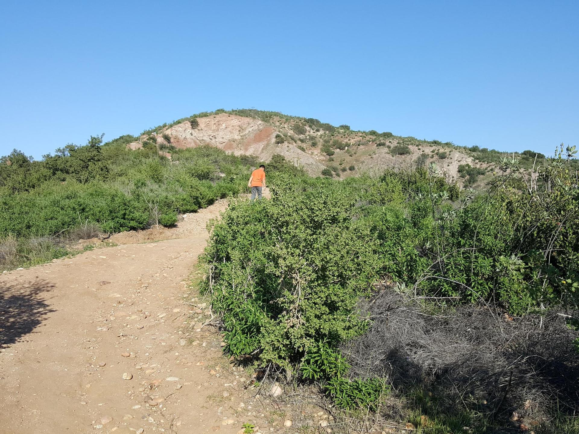 Person walks on a sunny dirt path through green bushes towards a hill.