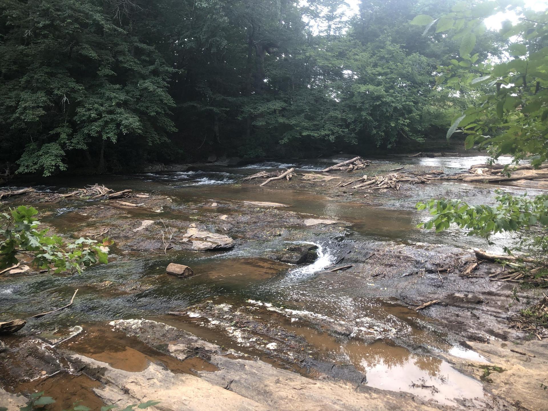 Shallow rocky river with driftwood and lush green forest banks under soft light.