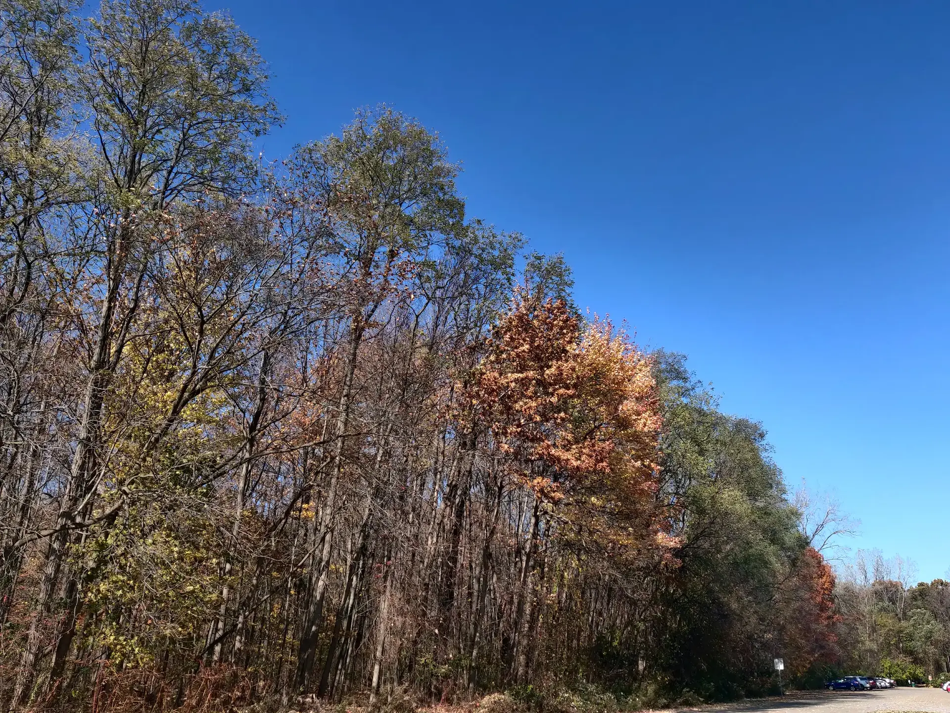 Clear blue sky above a line of trees with some autumn colors.