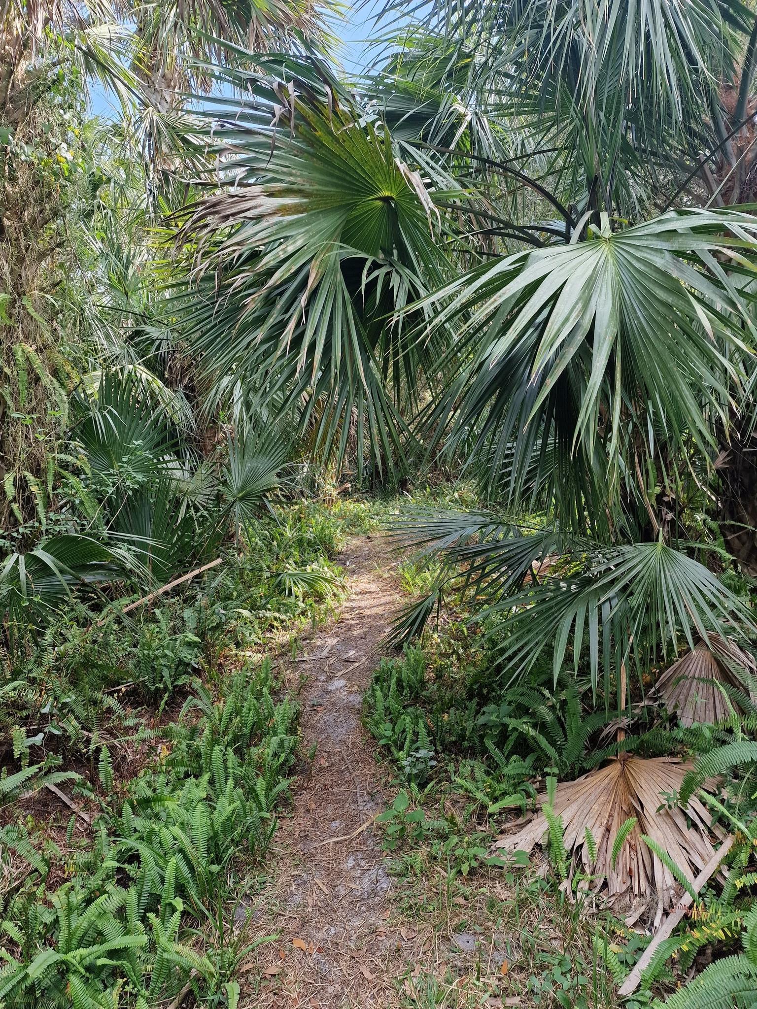 A narrow dirt path winds through dense green palm trees and foliage.