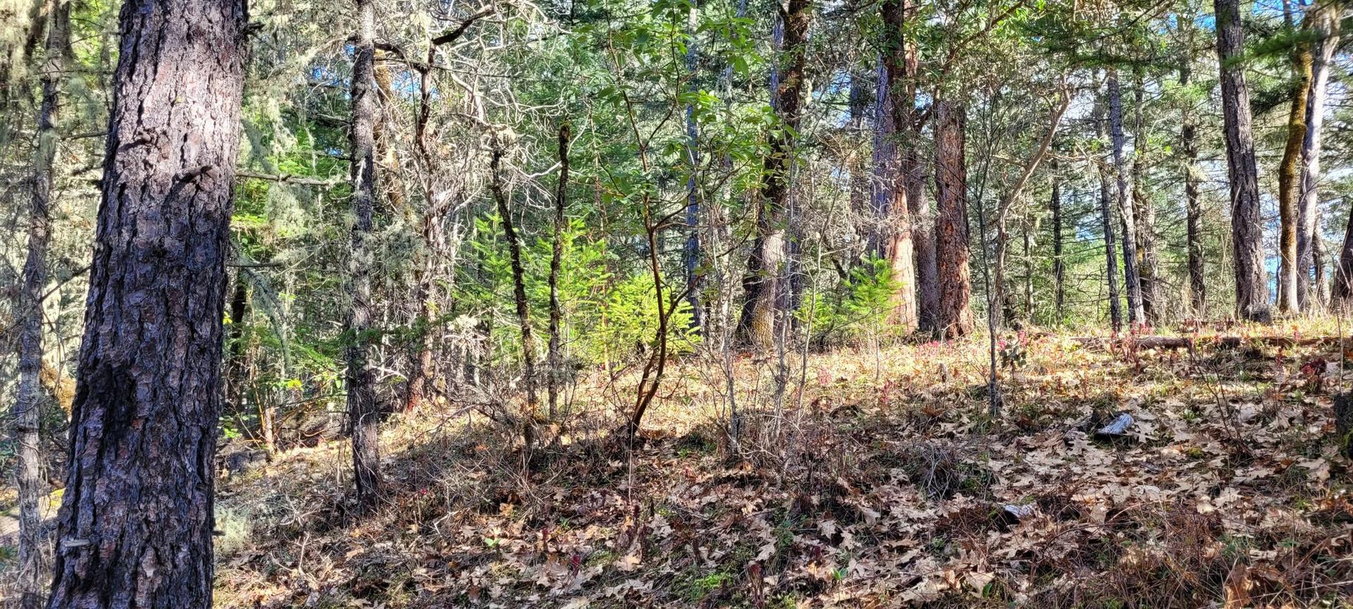 Dense forest floor with tall trees, dappled sunlight, and fallen leaves.