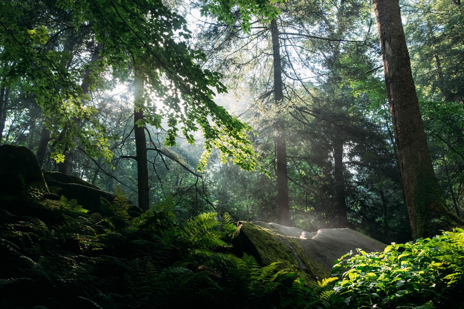 Sunbeams pierce through a dense forest canopy, illuminating mossy rocks and ferns.