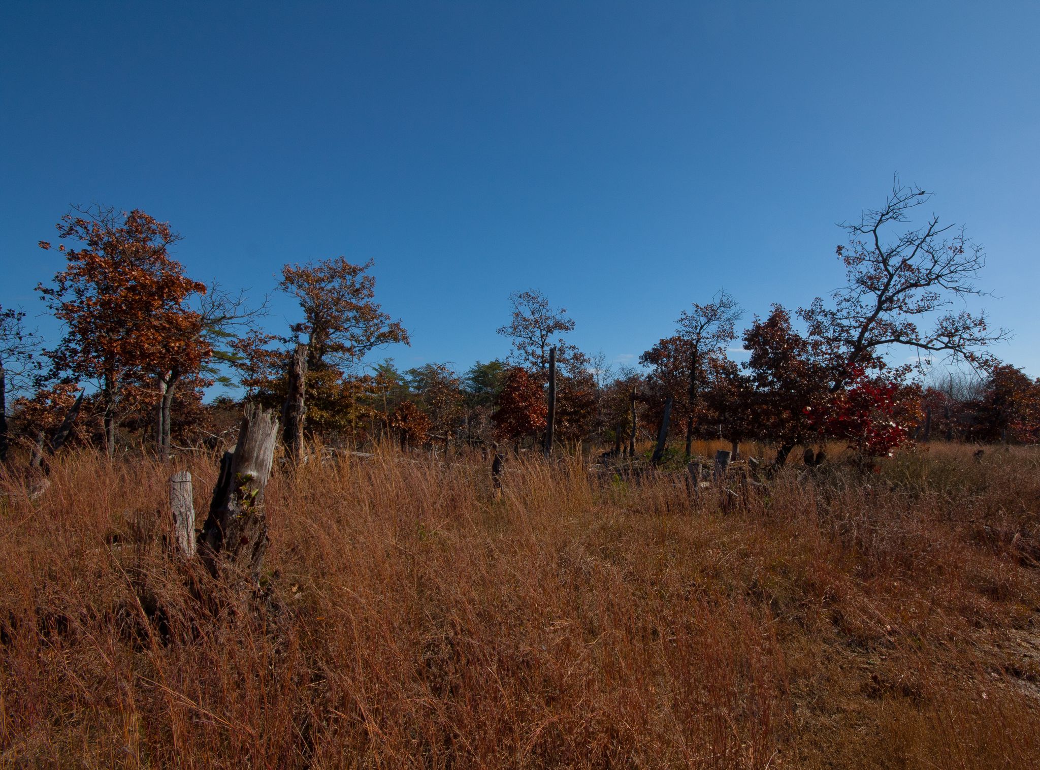 A sunny field of dry brown grass with trees showing autumn colors. - Serpentine Trail