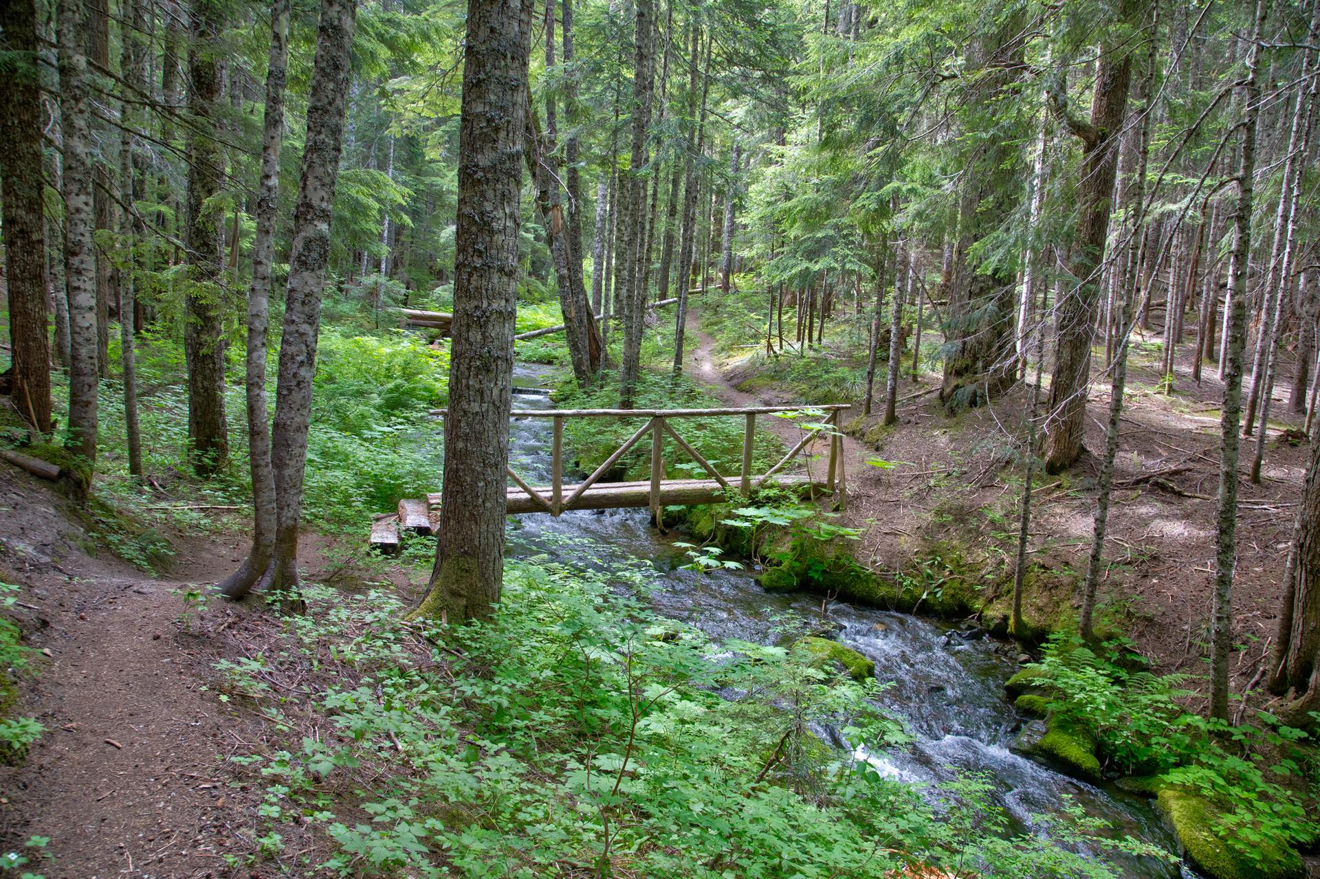 A wooden bridge crosses a flowing stream in a lush, green forest.