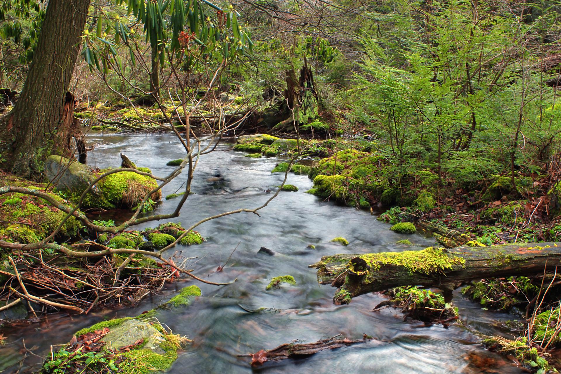 A mossy stream flows through a lush, green forest with fallen logs.