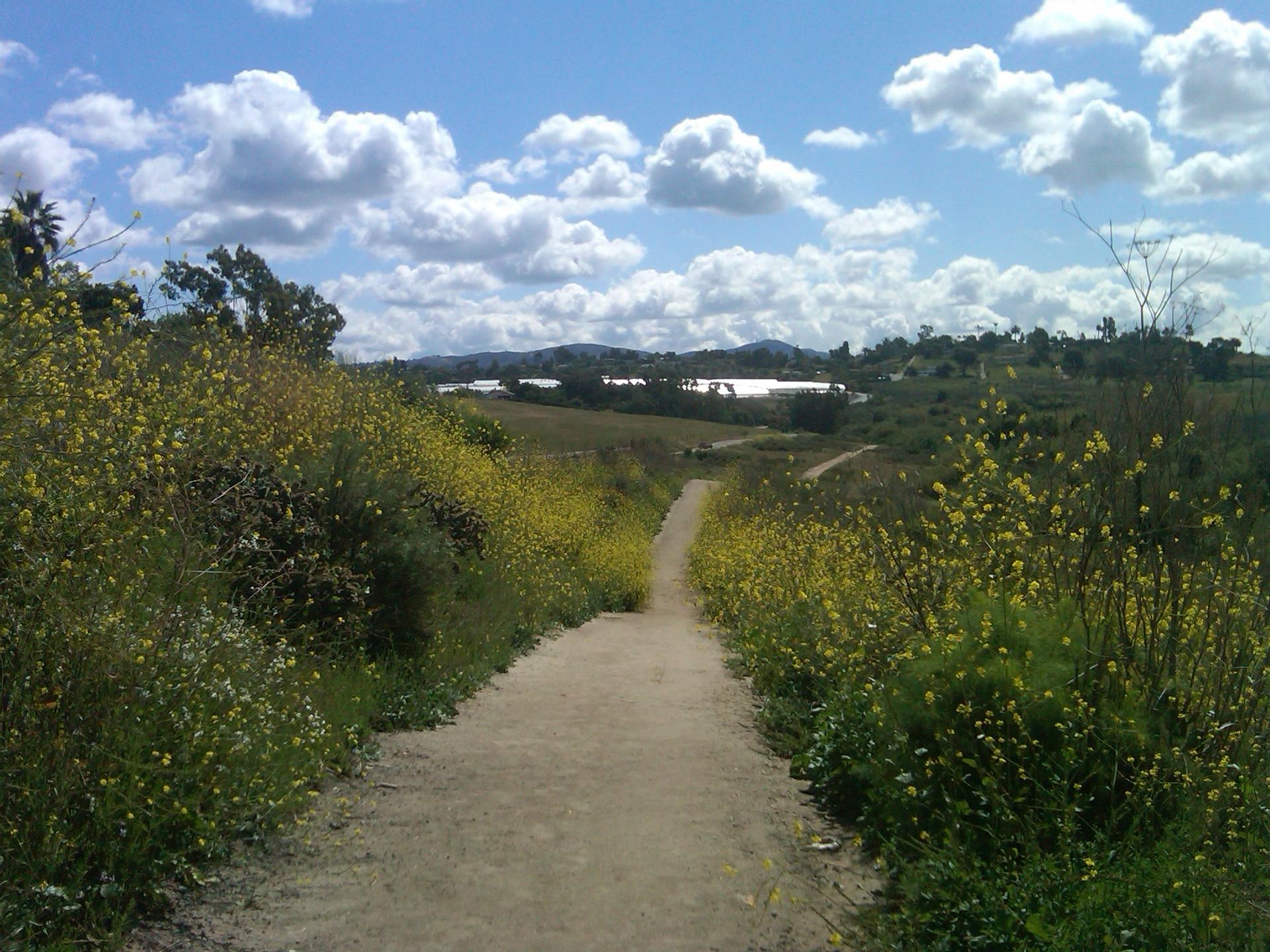 Sunny dirt path through blooming yellow wildflowers towards a distant lake.