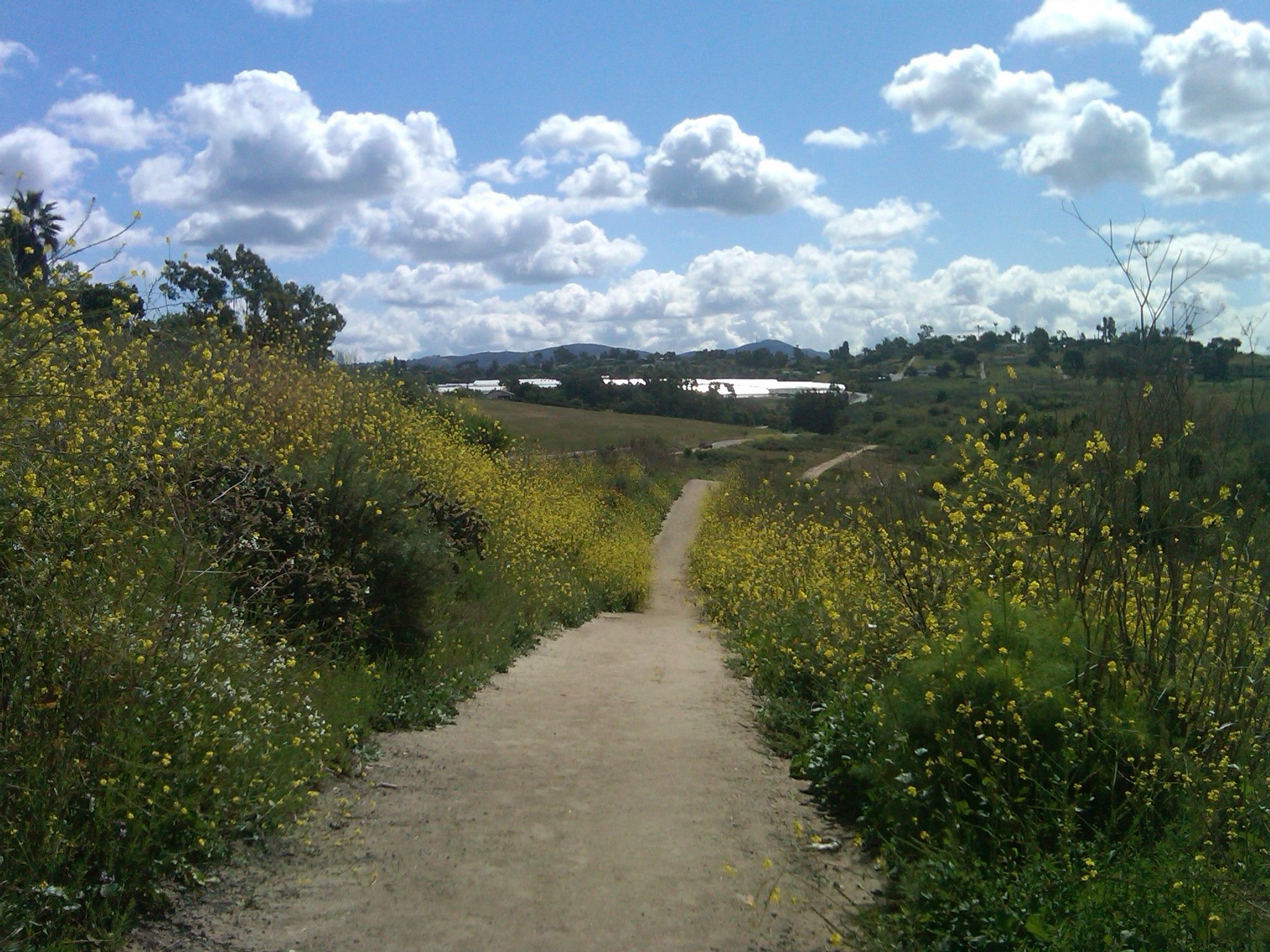 Sunny dirt path through blooming yellow wildflowers towards a distant lake. - Guajome Regional Park Trail