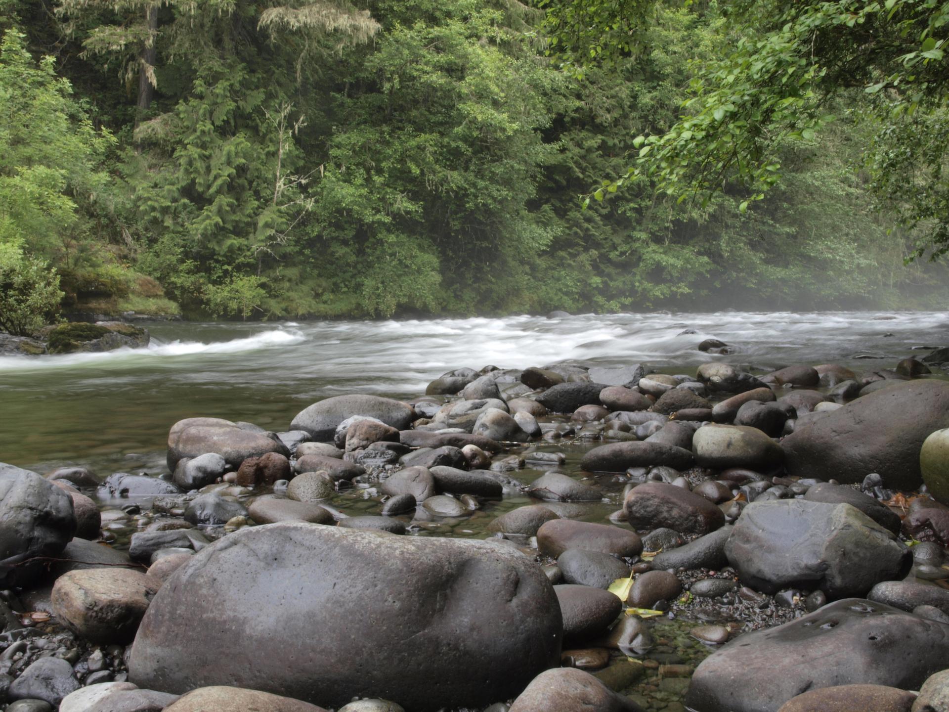 Smooth rocks line a river with rapids, surrounded by lush green forest.