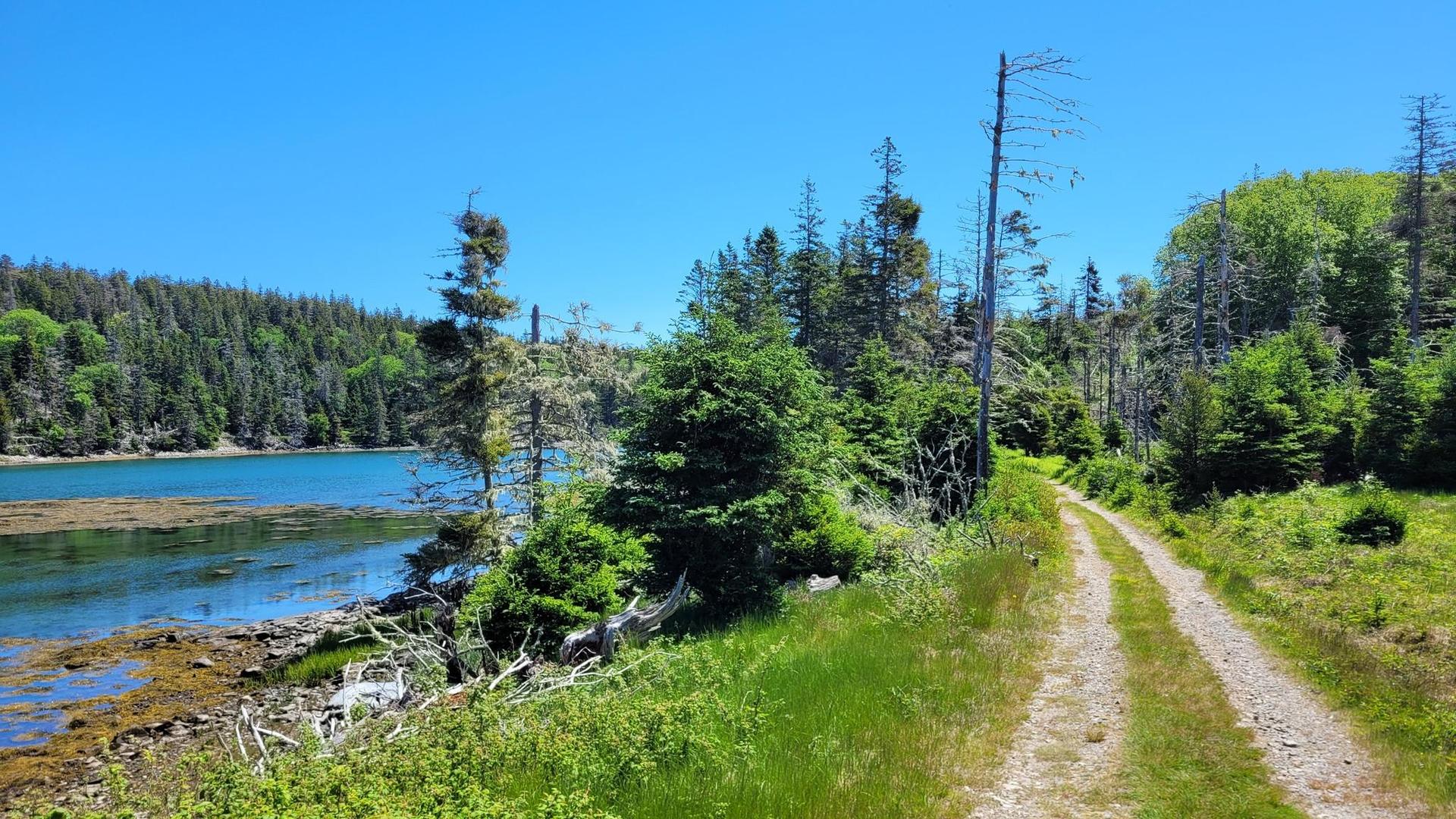 A sunny dirt path winds beside a calm blue inlet with green forests.
