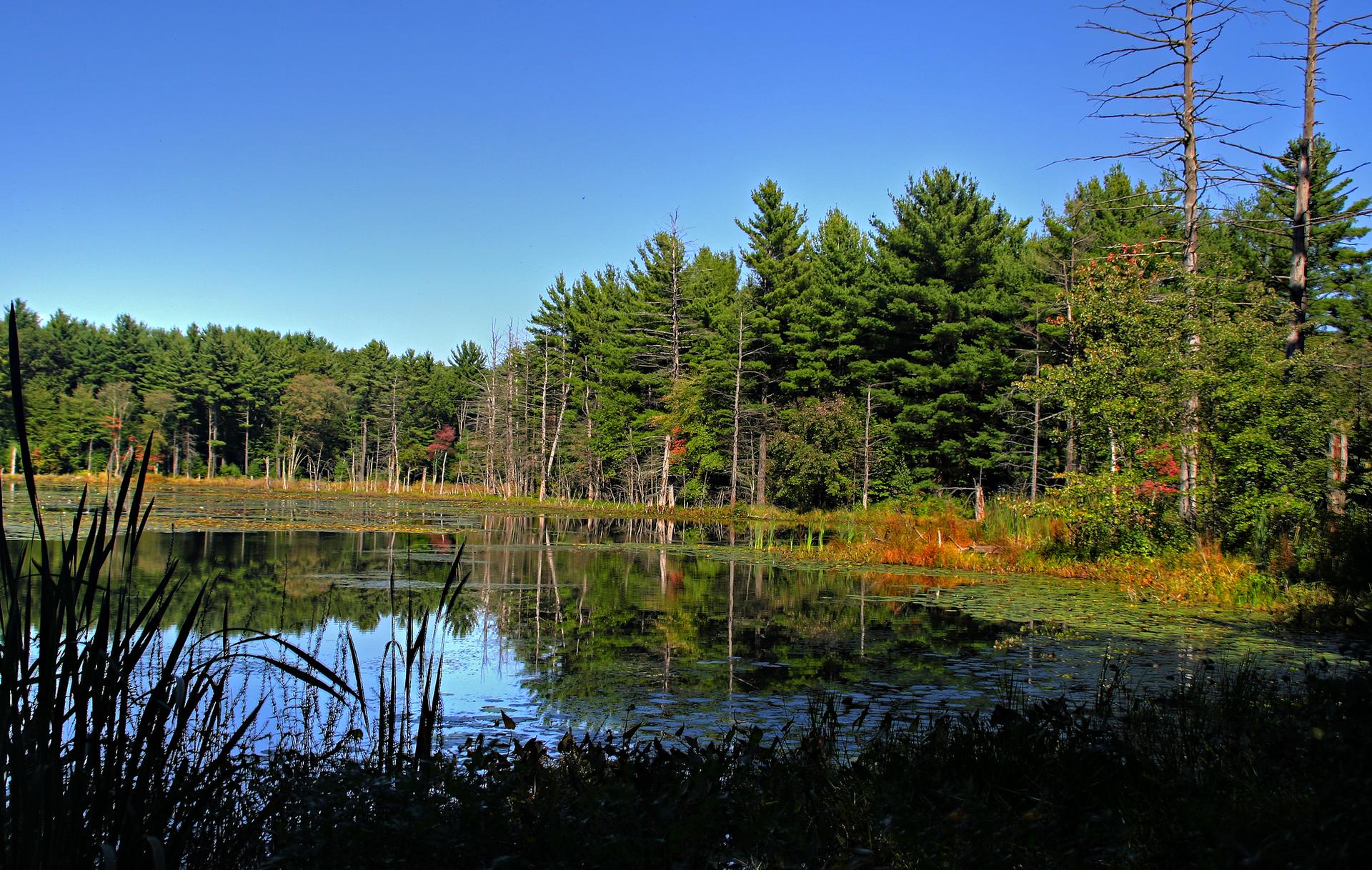A serene pond reflecting a dense forest under a clear blue sky.