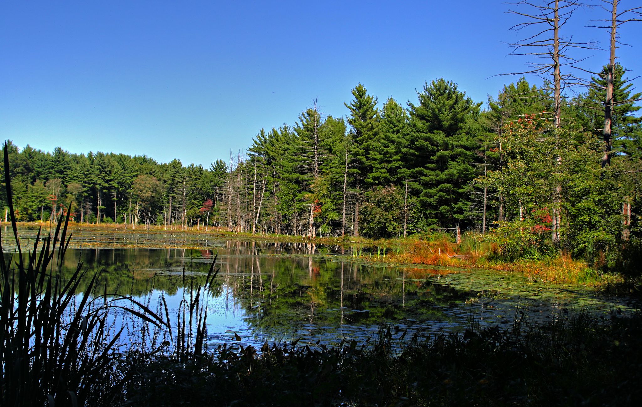 A serene pond reflecting a dense forest under a clear blue sky. - Nagog Hill Orchard – Eldridge Pond loop from Rowe Land