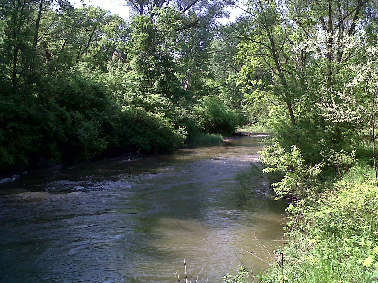 A calm river flows through a dense green forest on a bright day.