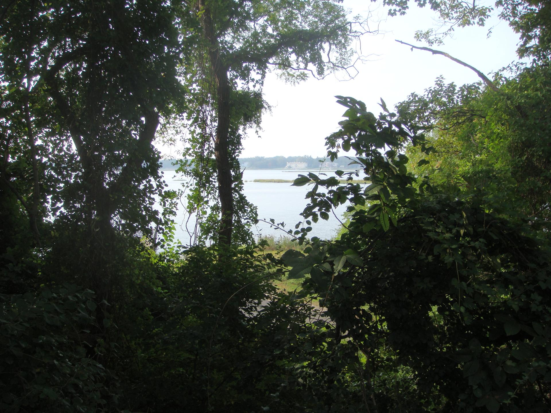 Hazy water view through dense, dark green trees and foliage.