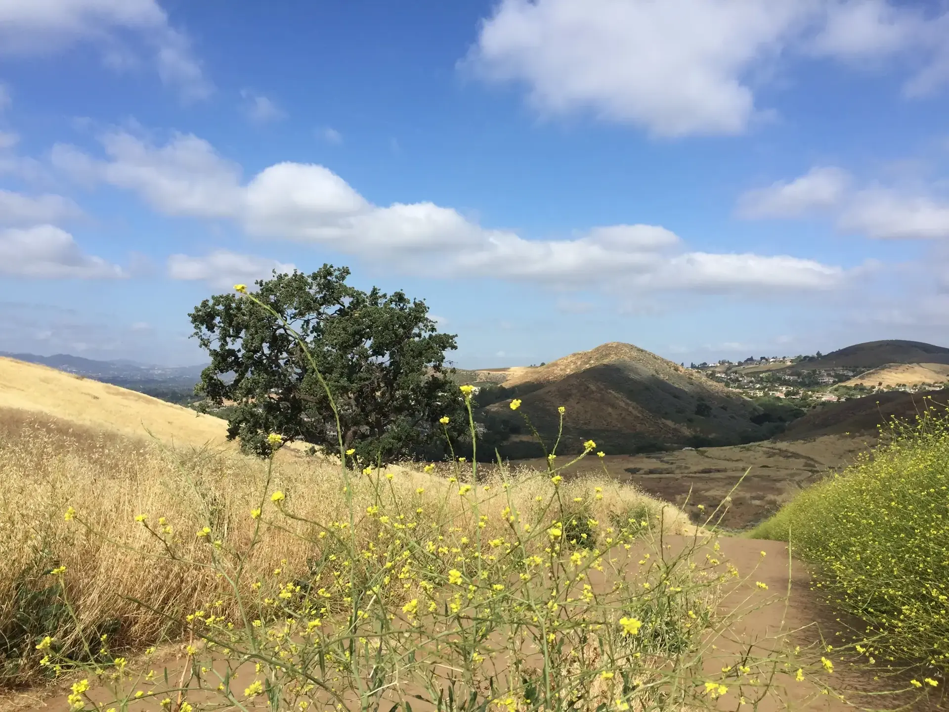 Sunny hillside with yellow flowers, a tree, and distant hills.