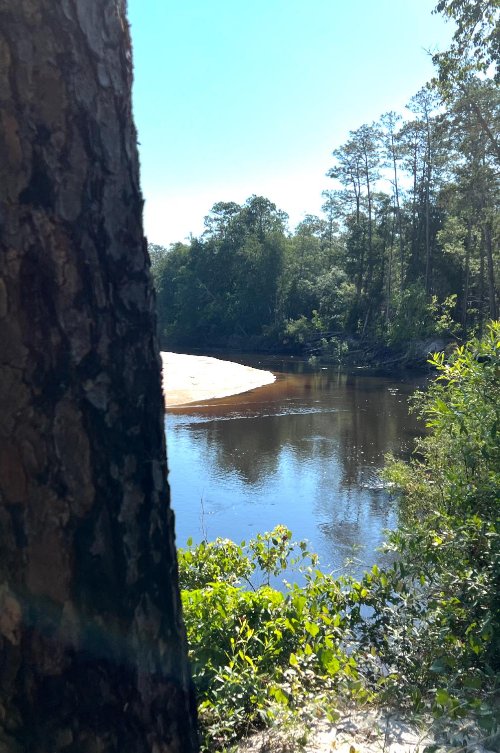 Sunny river with sandy bank framed by dense forest.