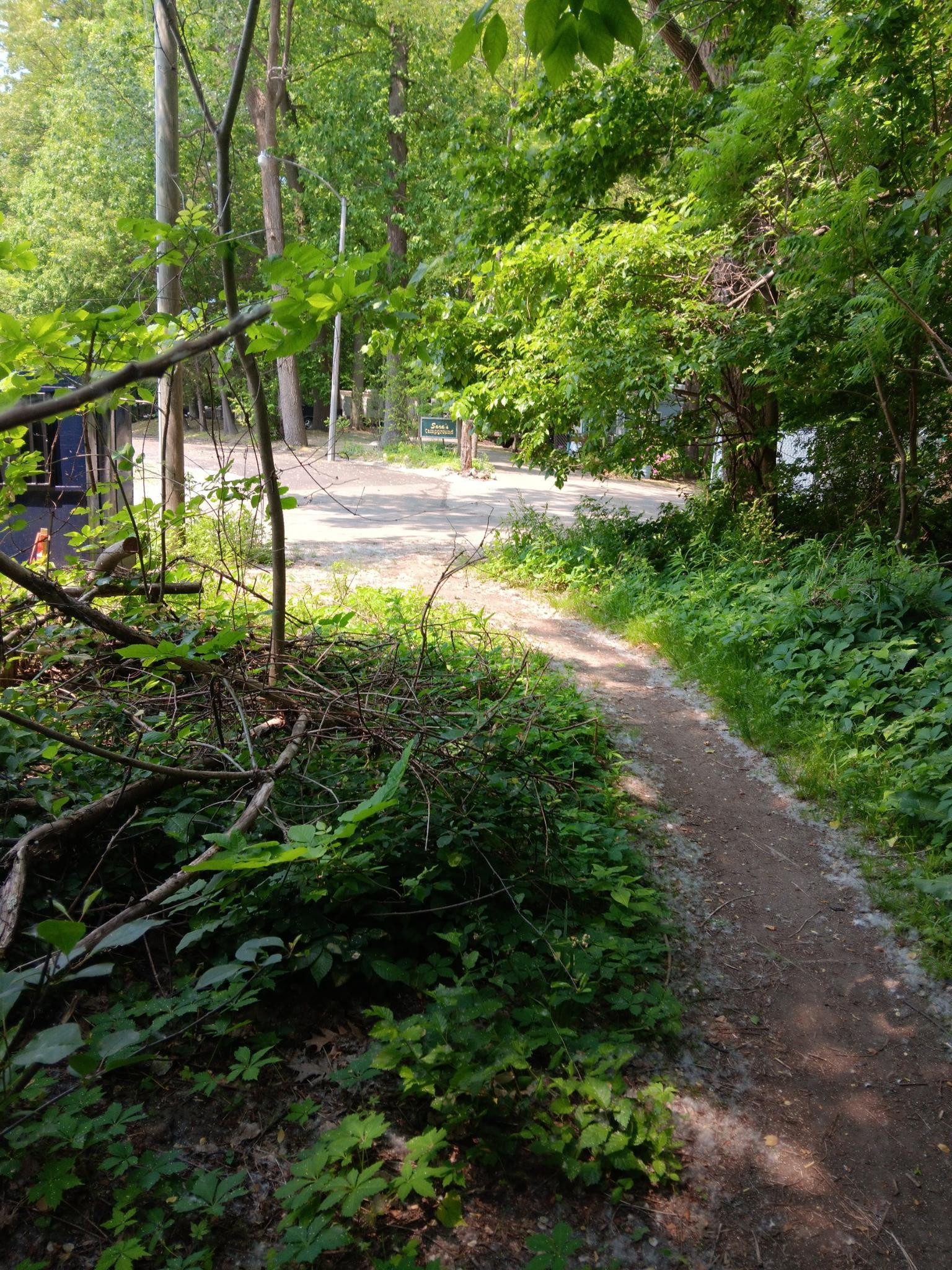Narrow dirt path winding through lush green foliage in a sunny forest.