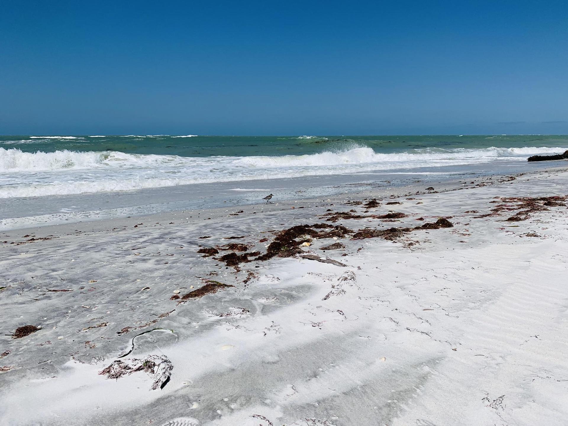 Crashing ocean waves on a white sand beach with seaweed and a small bird.