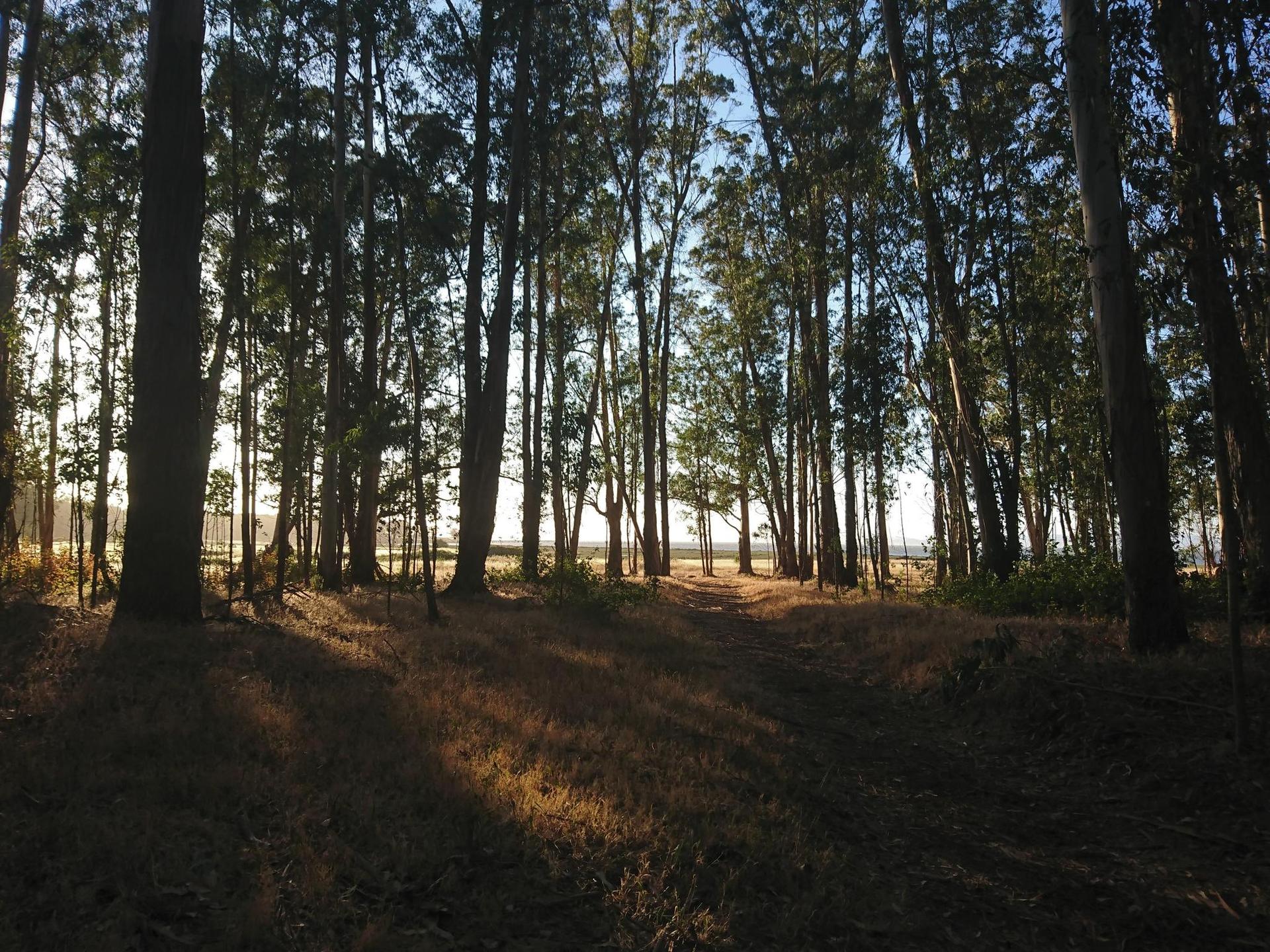 Golden light streams through a dense forest, casting long shadows on the ground.