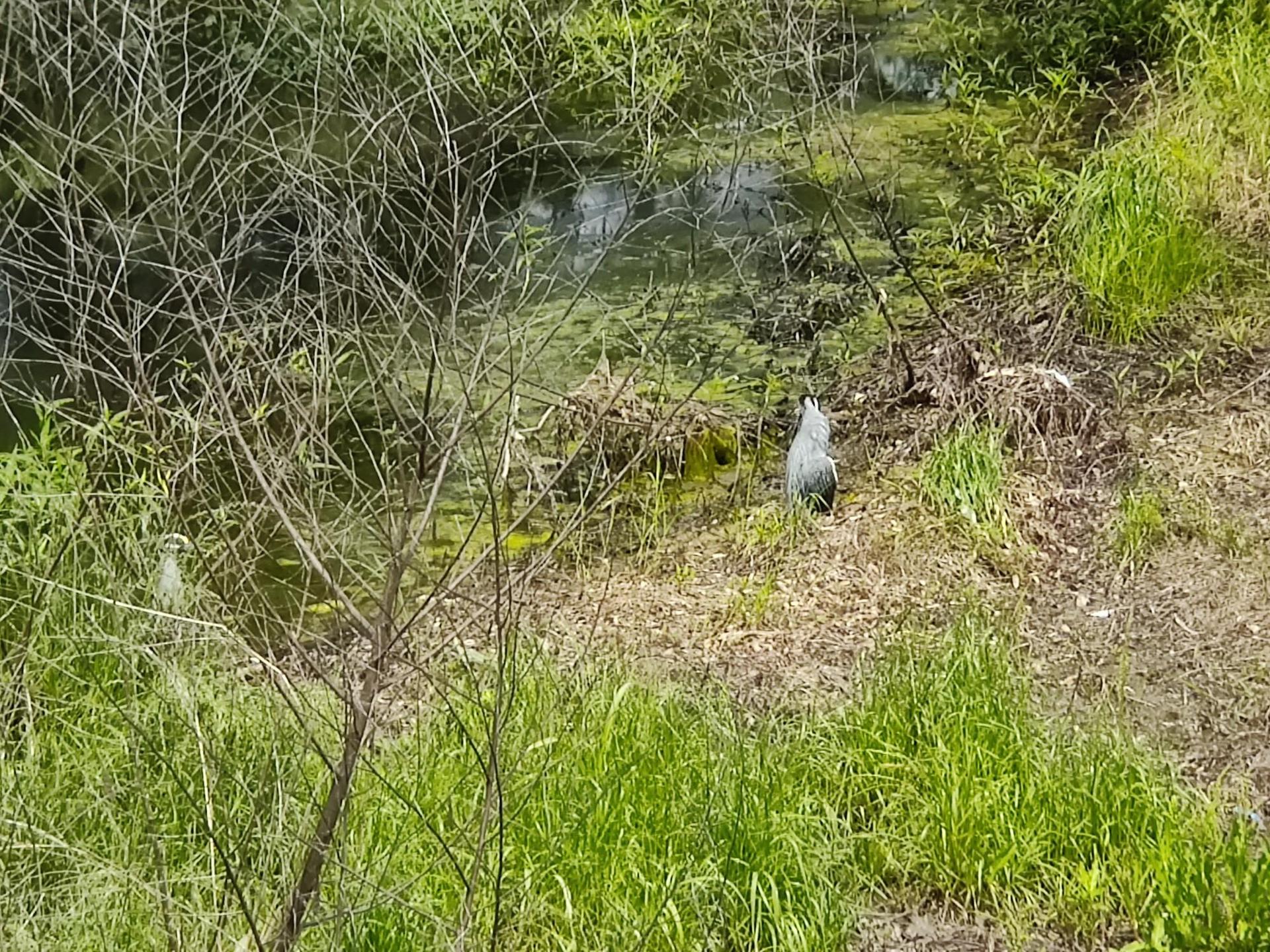 A grey bird stands by a pond's overgrown edge in bright daylight.