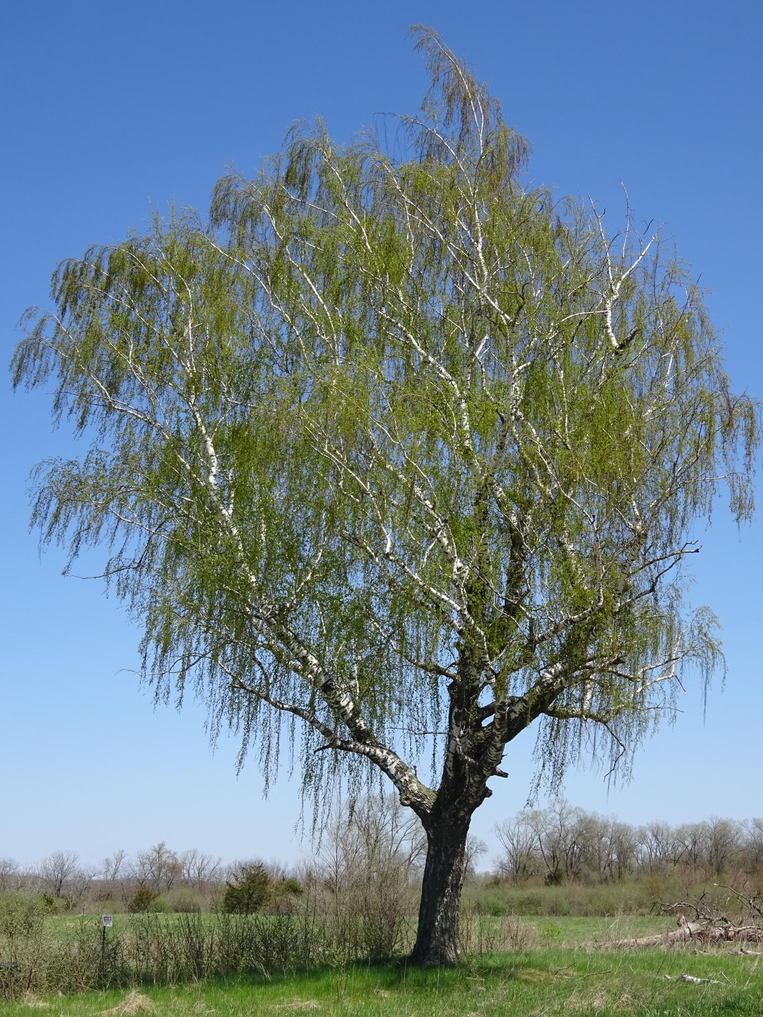 A large weeping birch tree stands in a green field under a clear sky.