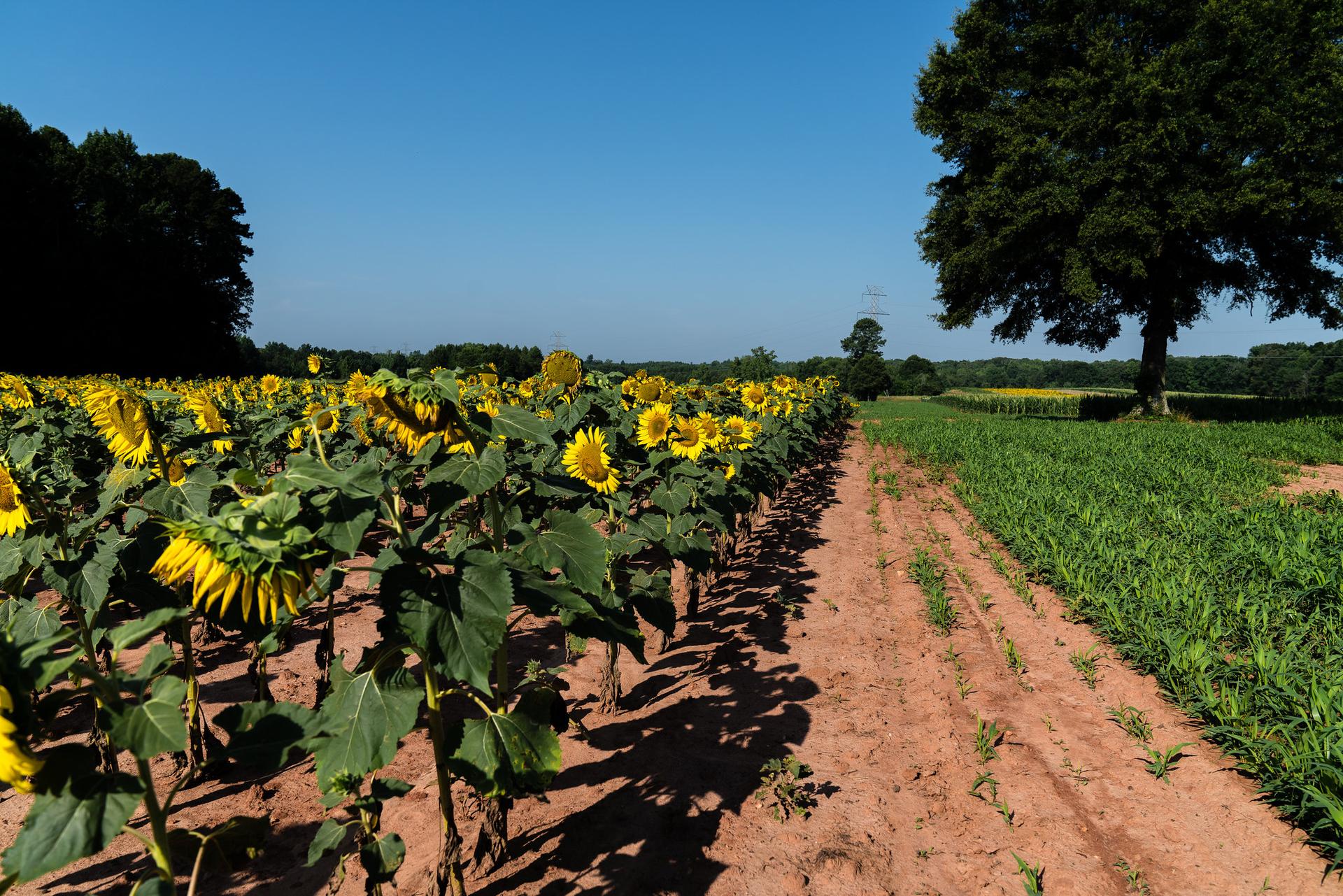 Rows of bright sunflowers in a sunny field next to a dirt path.