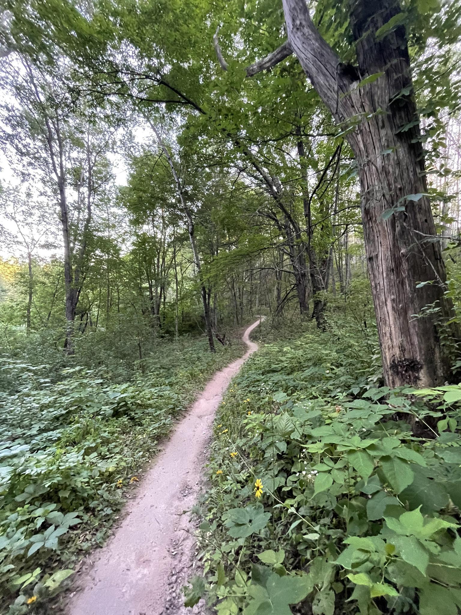 A winding dirt trail through a dense, green, sun-dappled forest.