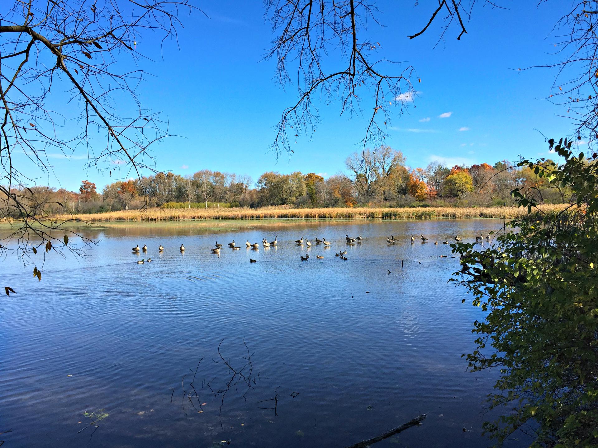 A wide pond with many geese swimming, framed by bare tree branches.