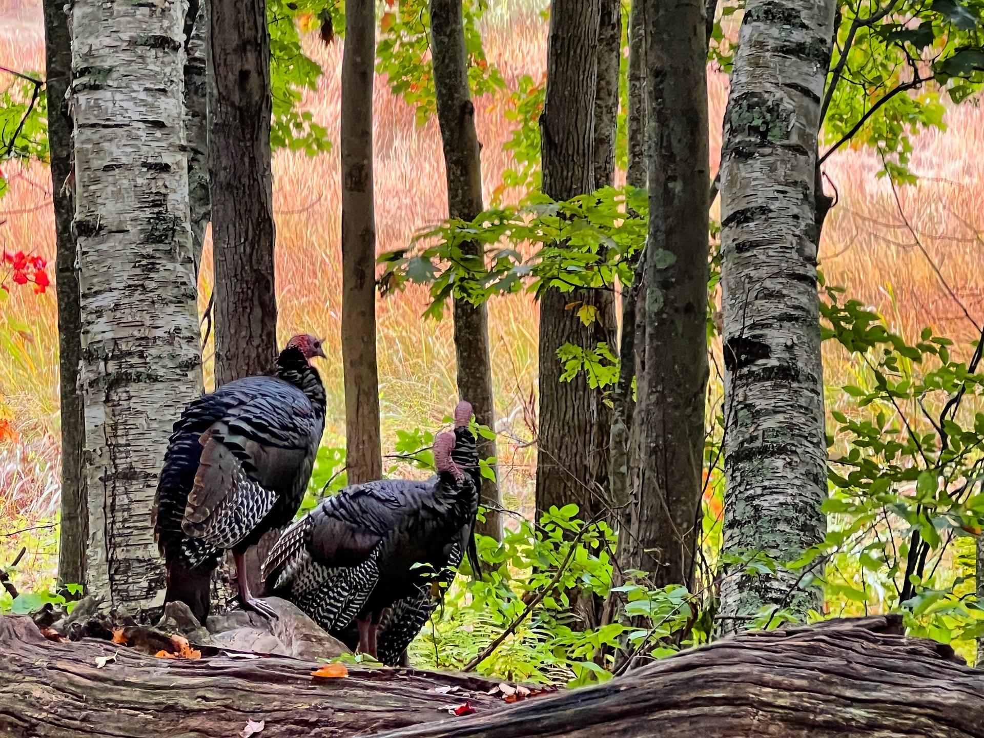 Two wild turkeys stand among trees with colorful autumn foliage in a forest.