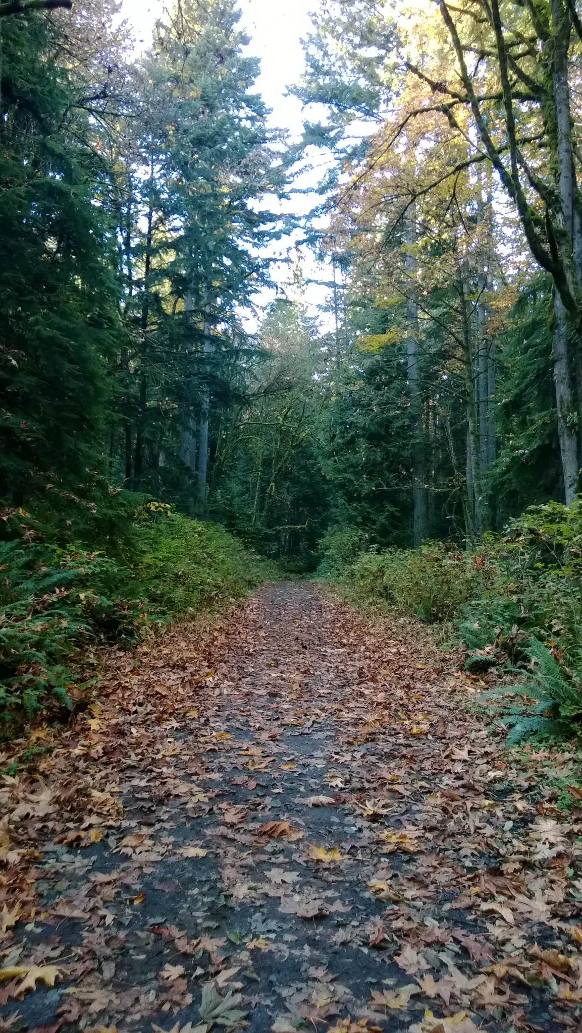 A forest path covered in autumn leaves, surrounded by tall trees.