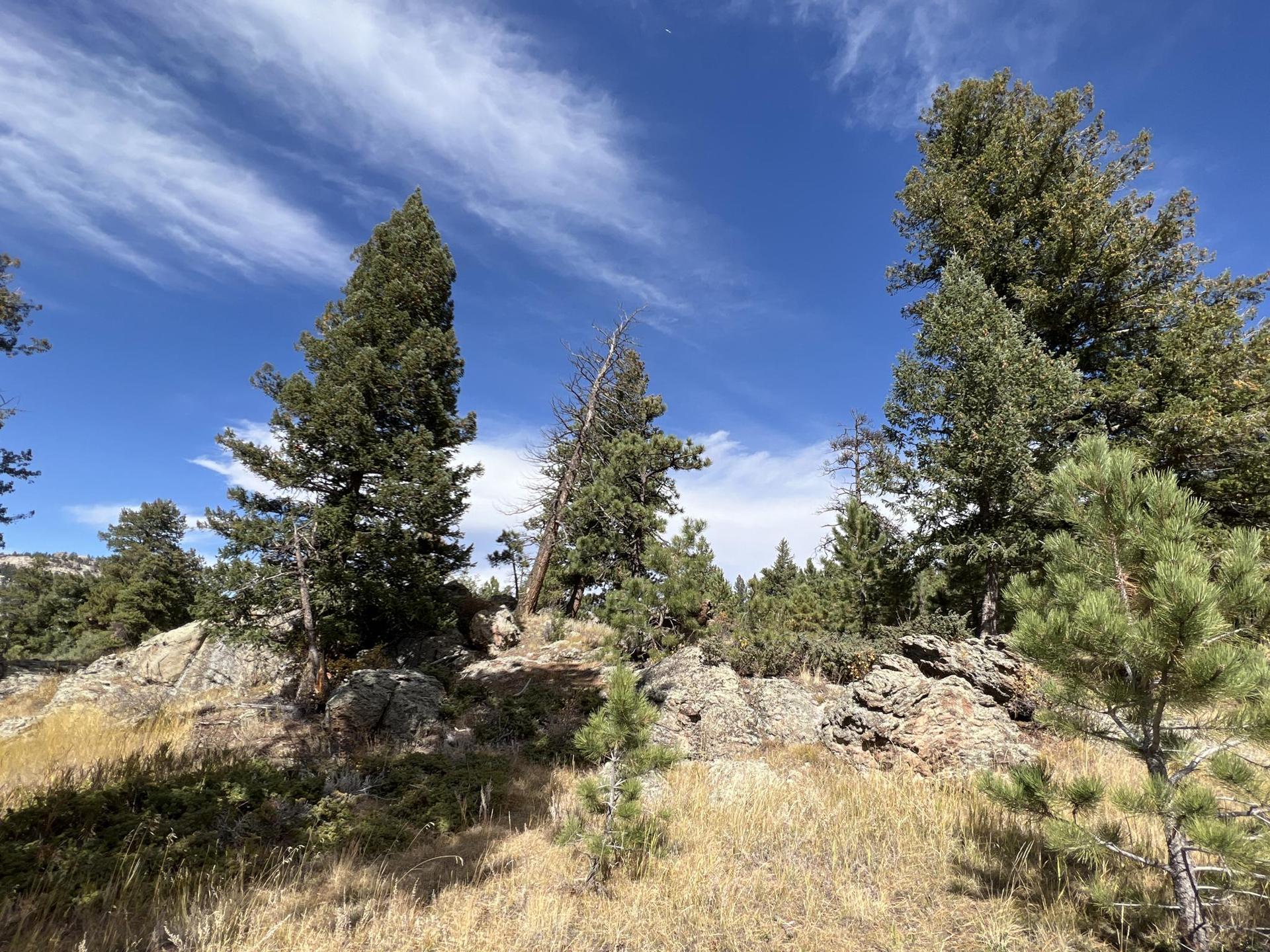 Sunny view of pine trees on a rocky, grassy hillside under a blue sky.
