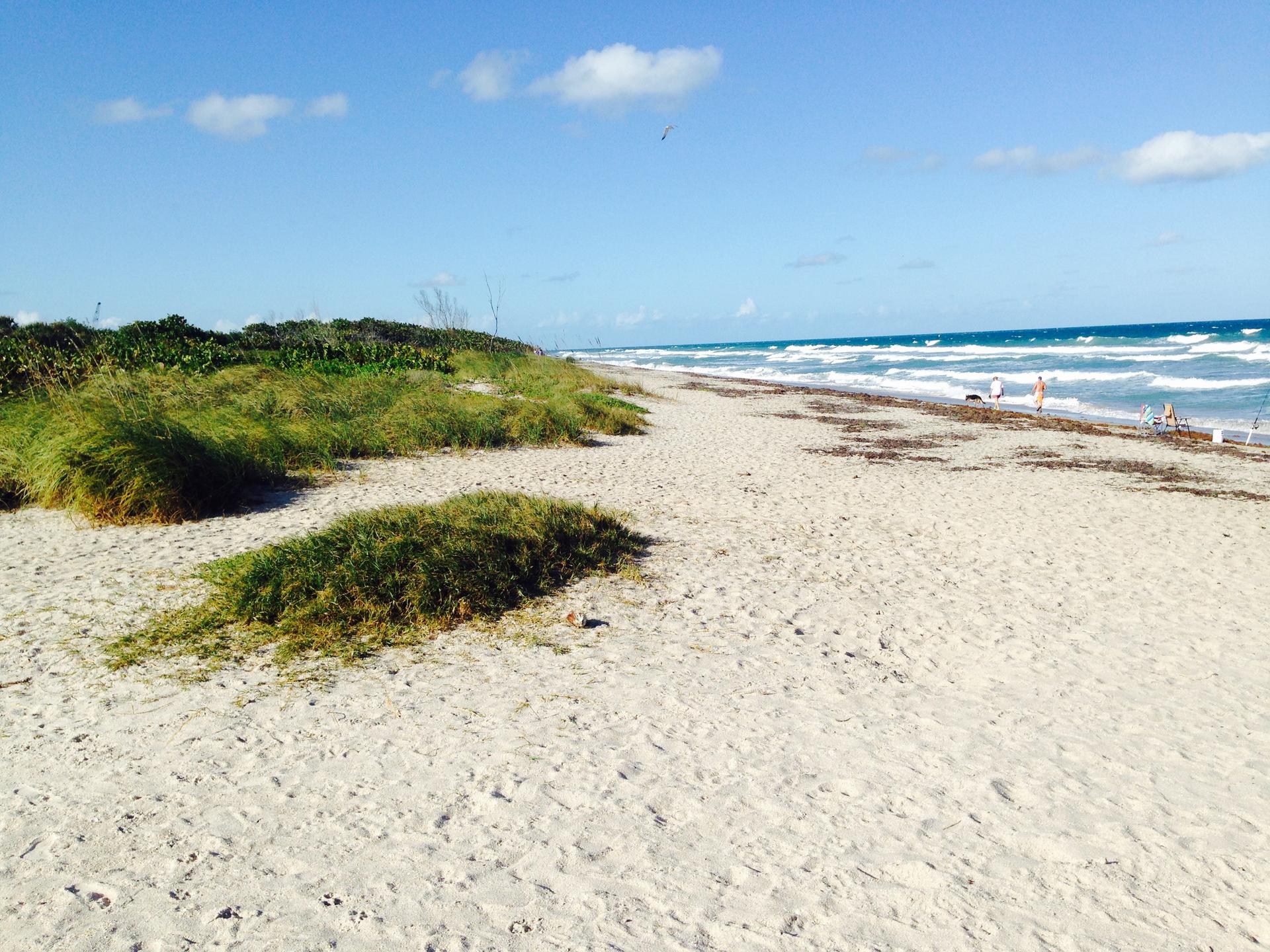 Sunny beach with green coastal vegetation, ocean waves, and distant people.