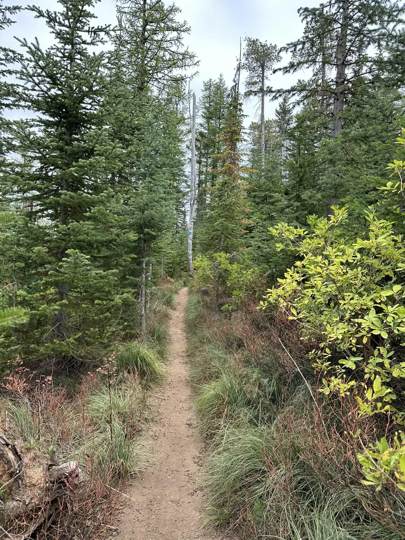 A narrow dirt path winds through a dense evergreen forest on an overcast day.