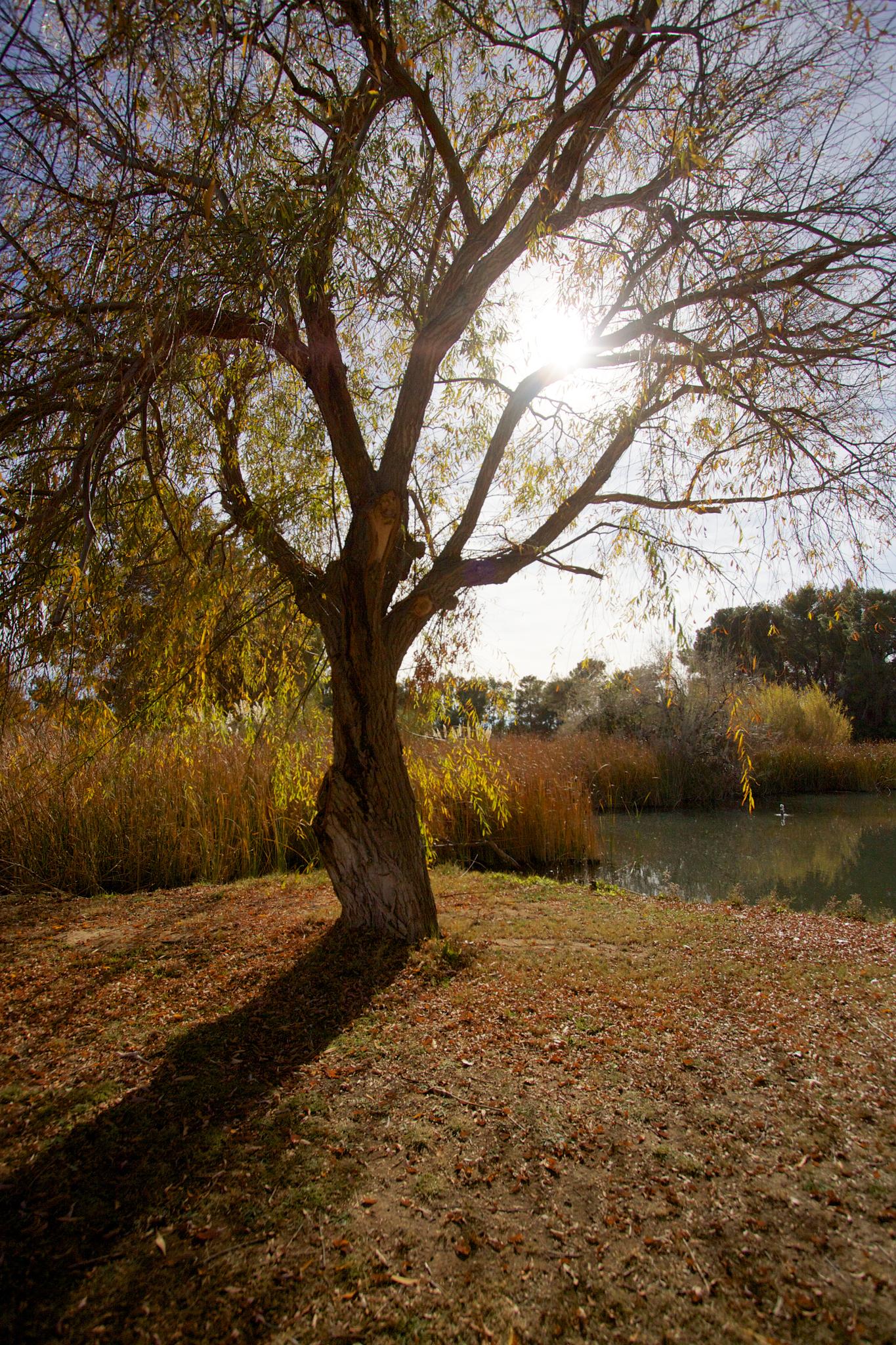 Backlit tree with bare branches by a lake, sun shining through.