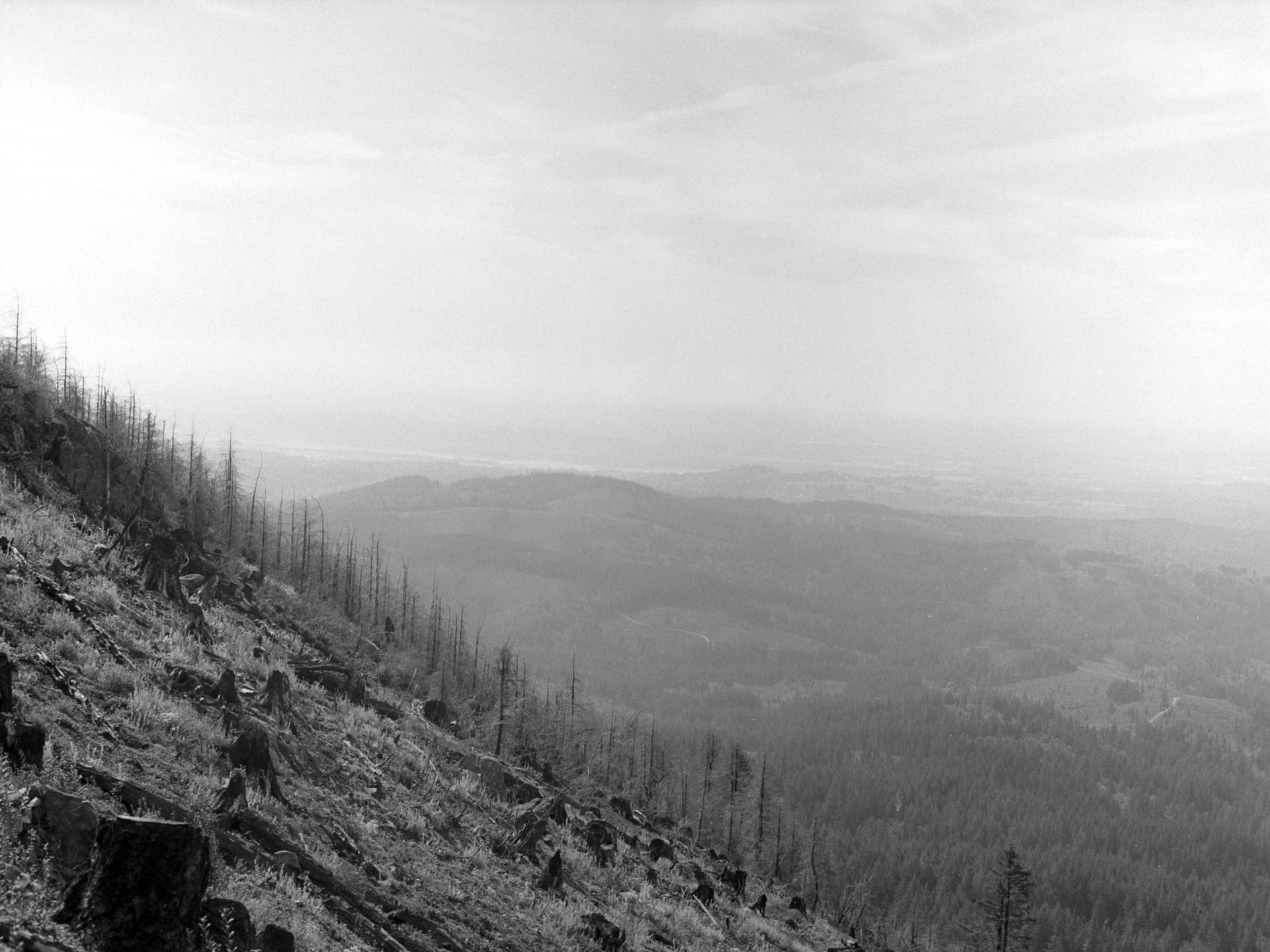 Black and white view of a barren hillside with dead trees and distant hills.