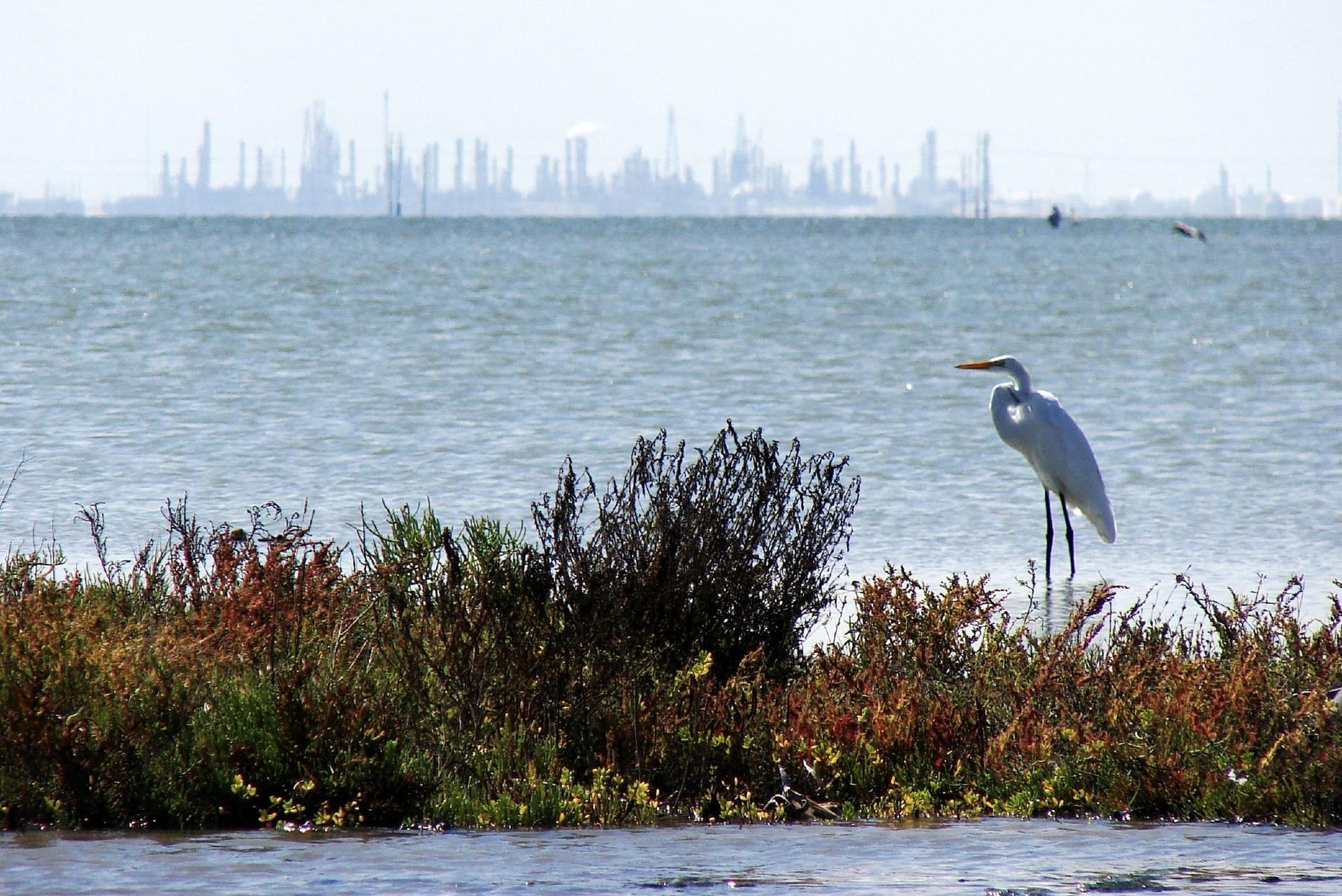 A white egret stands in shallow water with a distant industrial skyline.
