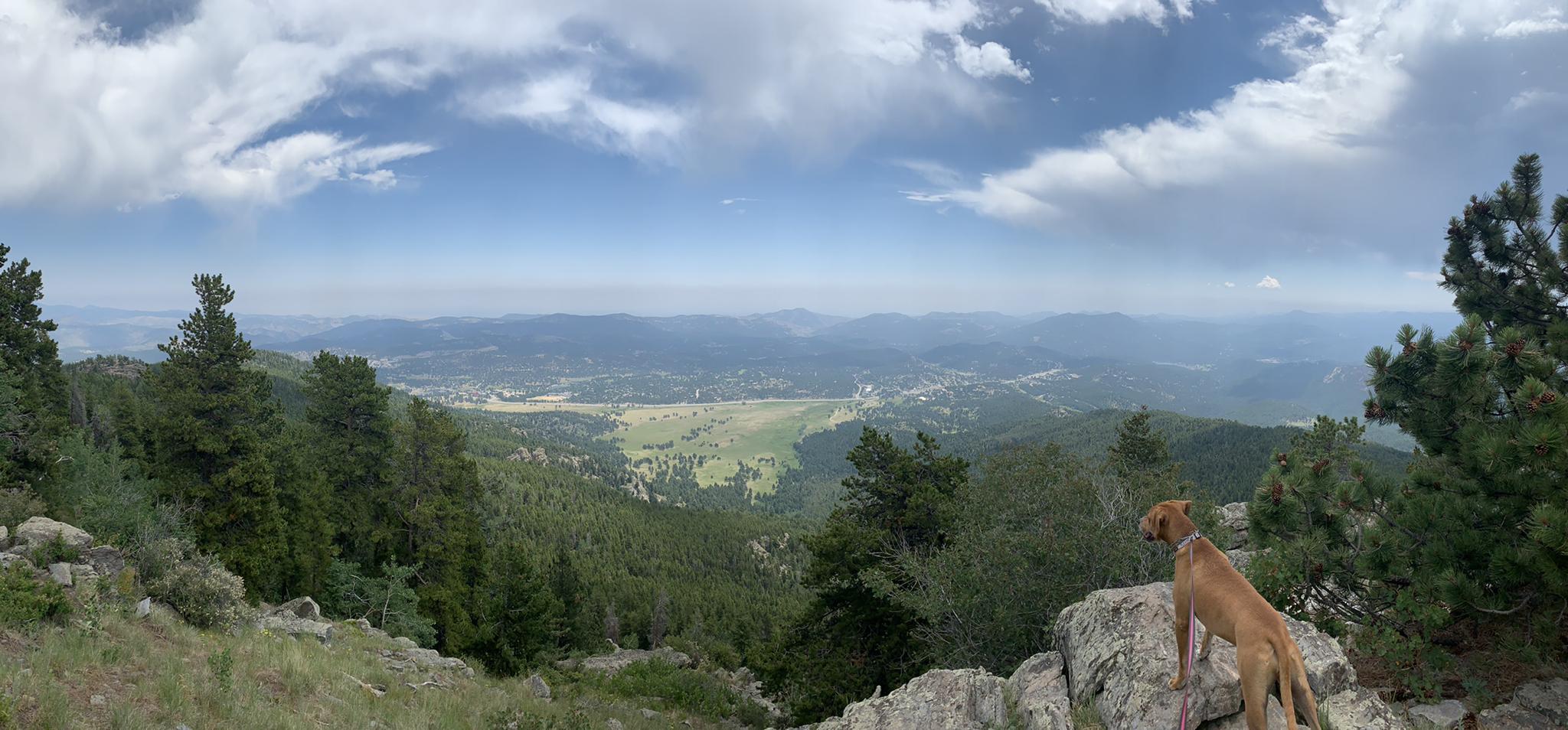 A dog stands on rocks, overlooking a vast, sunny mountain panorama.