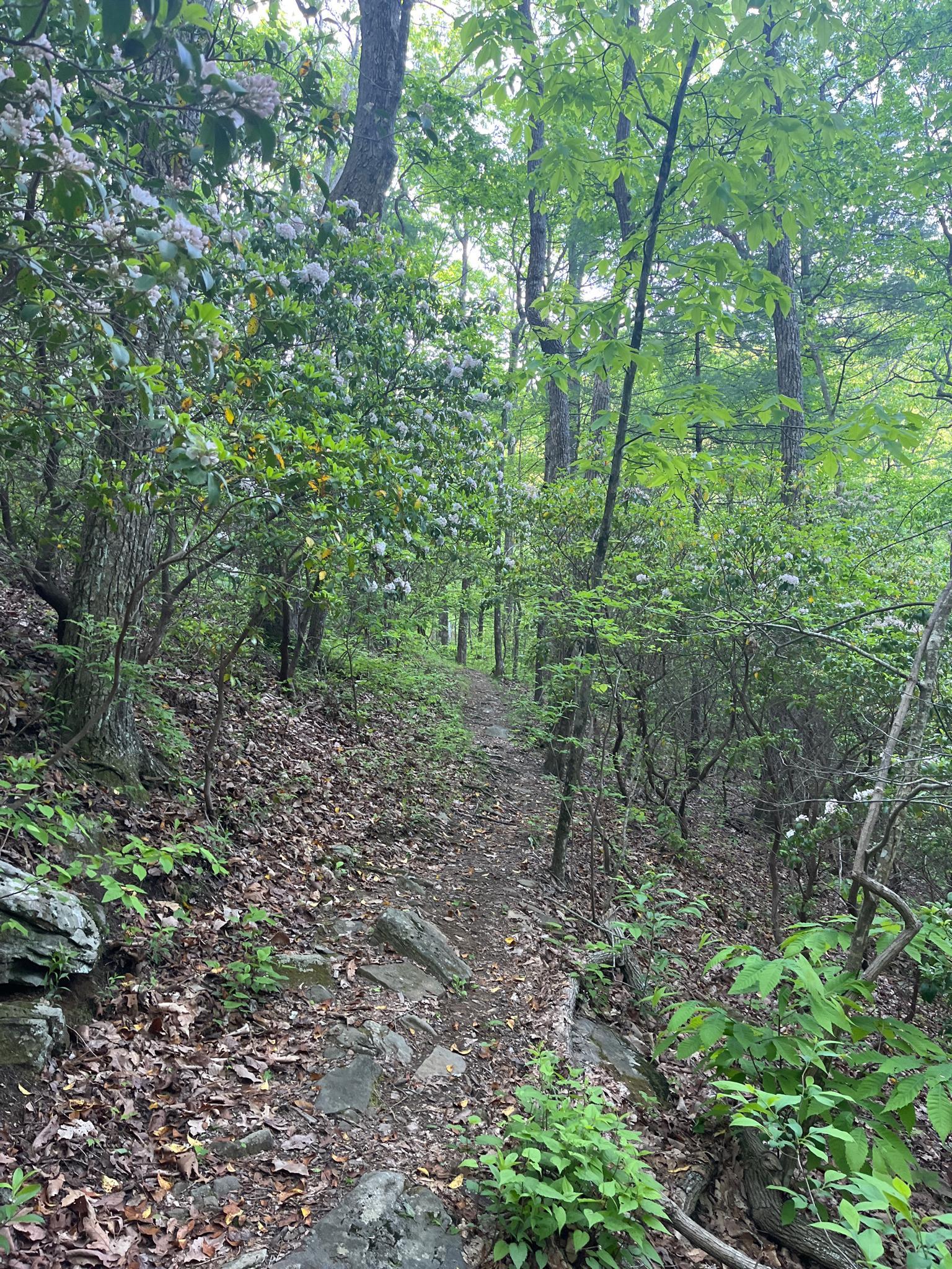 A narrow, rocky dirt path winds through a dense, green forest.