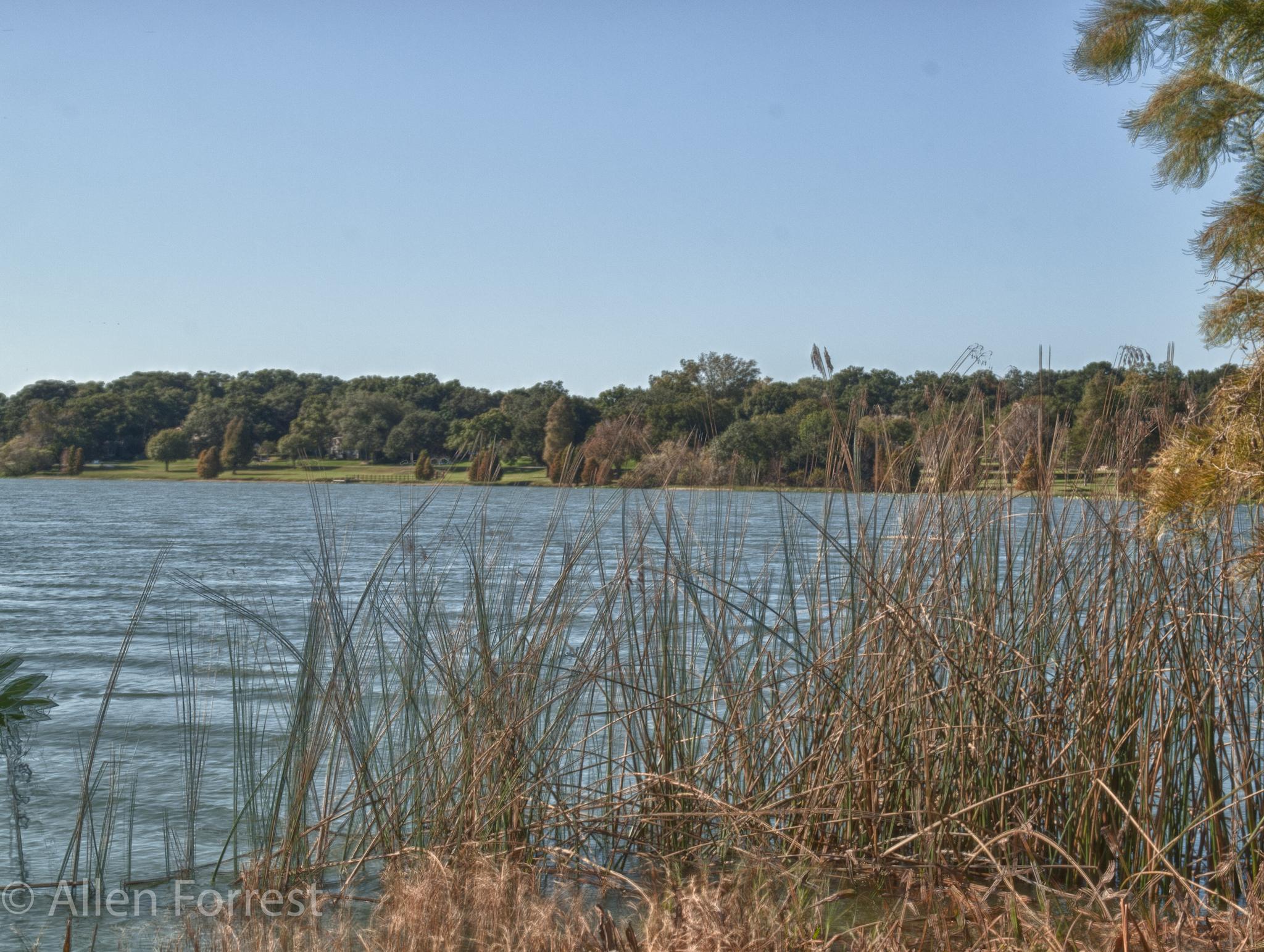 Tall reeds in foreground of a lake with a distant treeline under clear sky.
