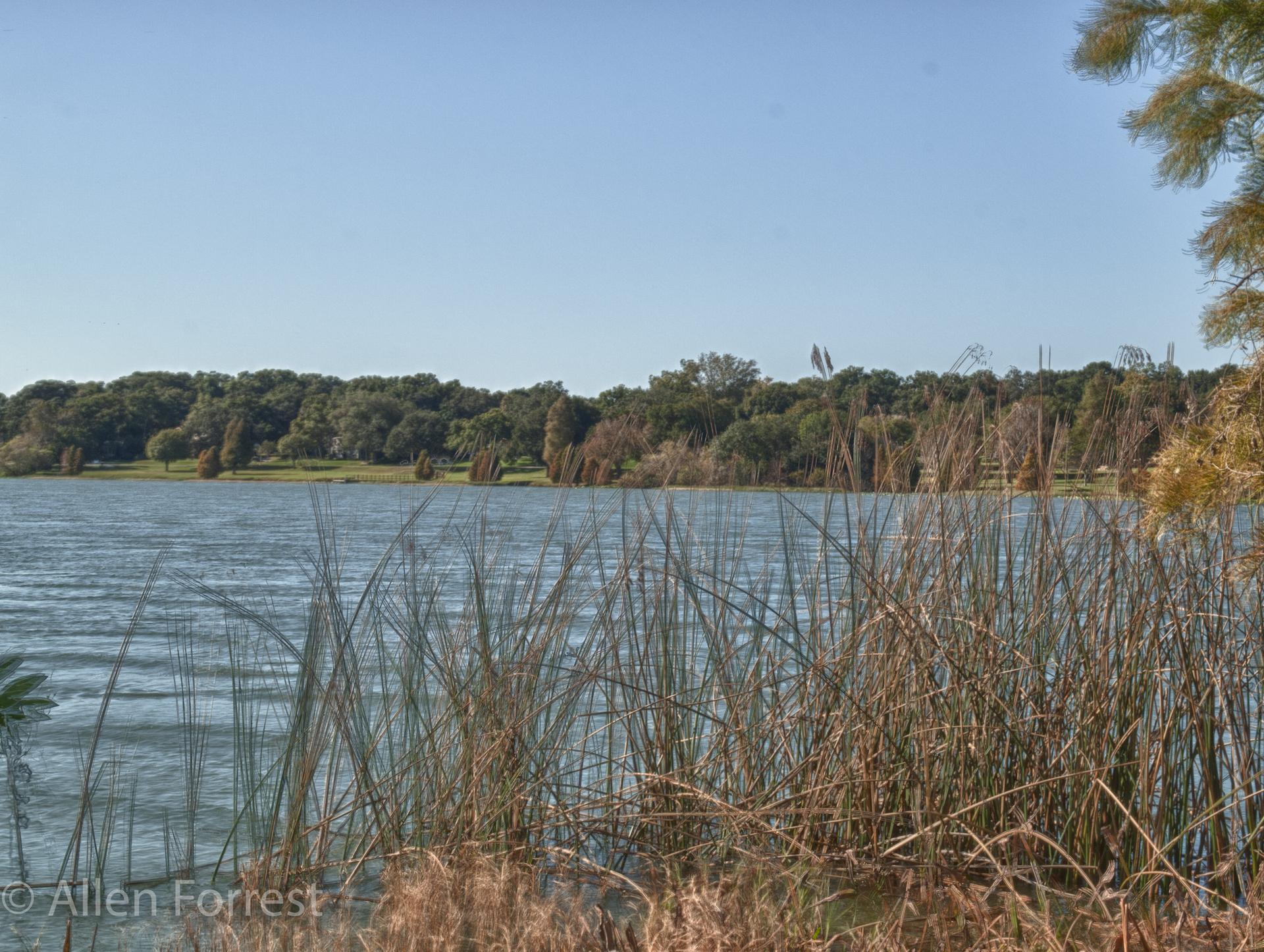 Tall reeds in foreground of a lake with a distant treeline under clear sky.